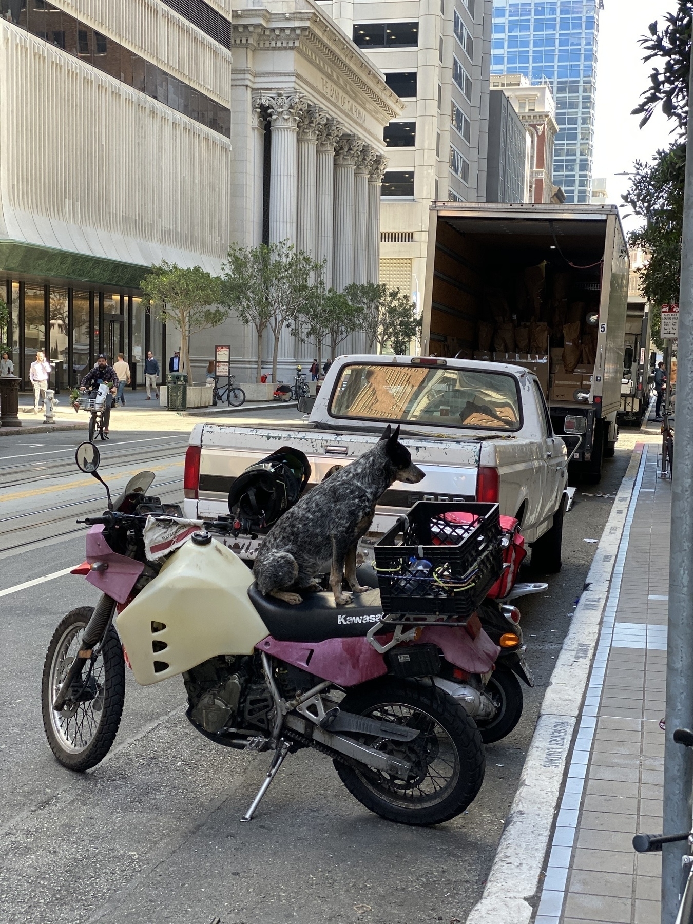 Two motorcycles parked on street and one of them has a dog seated on
