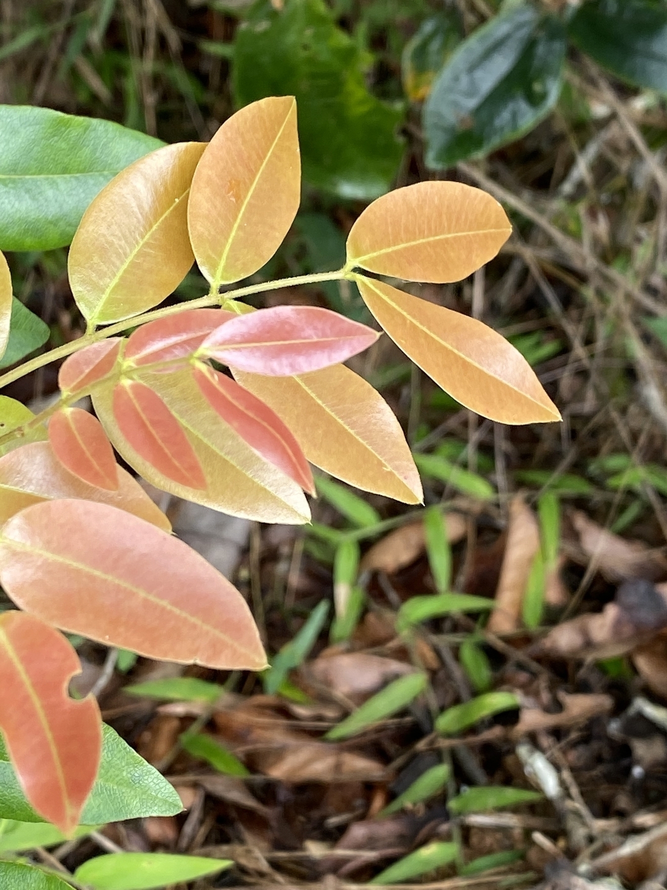 Leaves with multiple colors, mainly a reddish color 