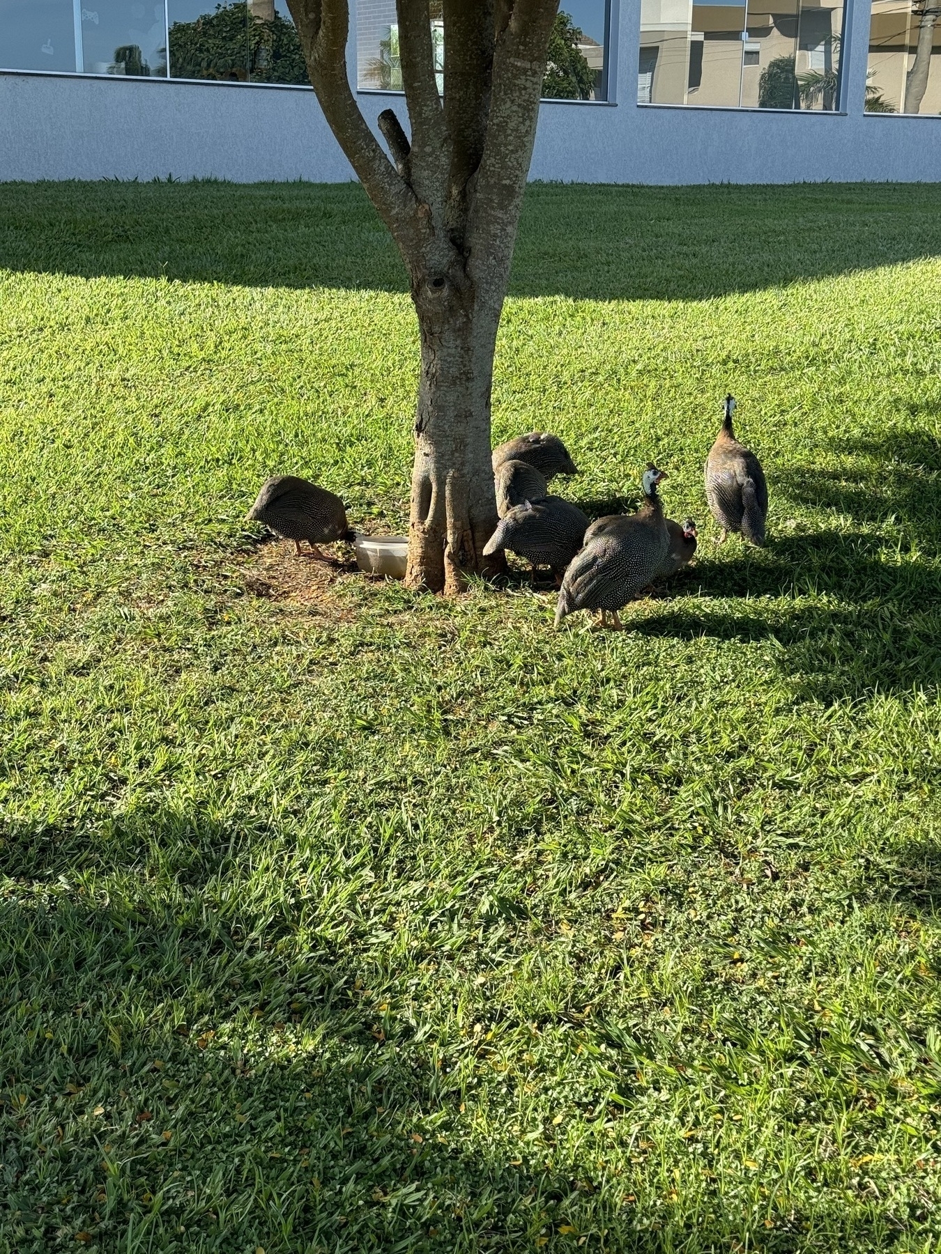 a group of Guineafowls under a tree