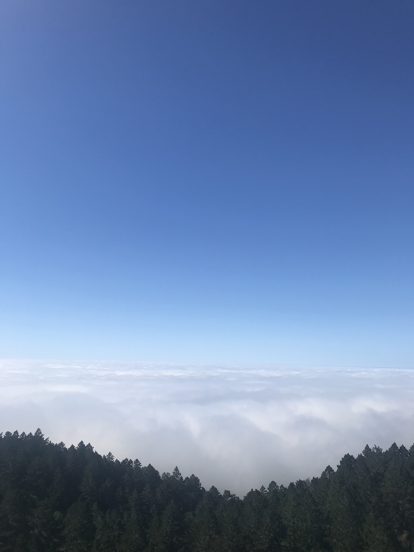 Photo taken from a high altitude where you see the blue sky, clouds below it and the top of trees in a forest (in that order from the top)