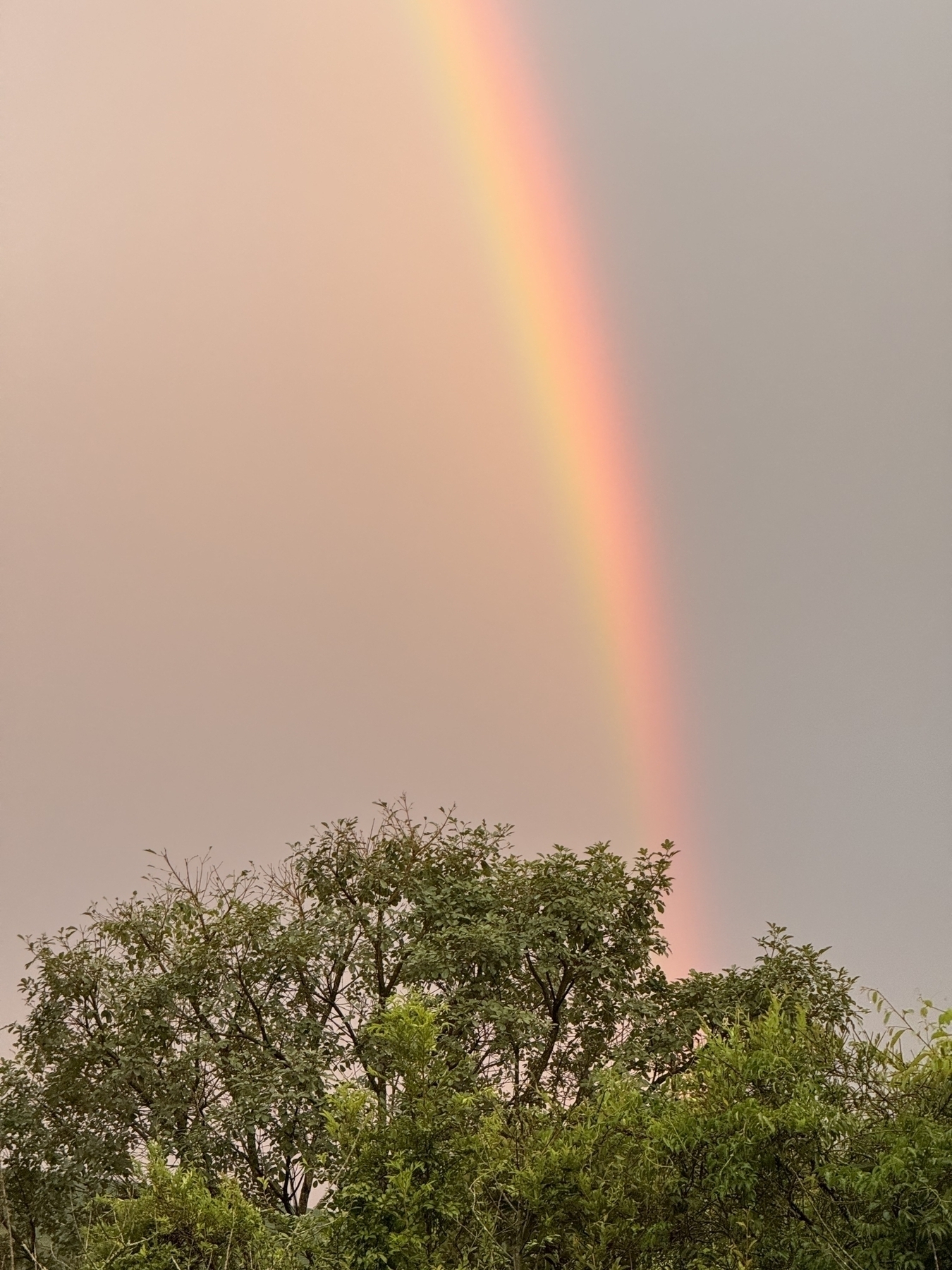 Rainbow displaying in a cloudy sky behind some trees in the horizon 