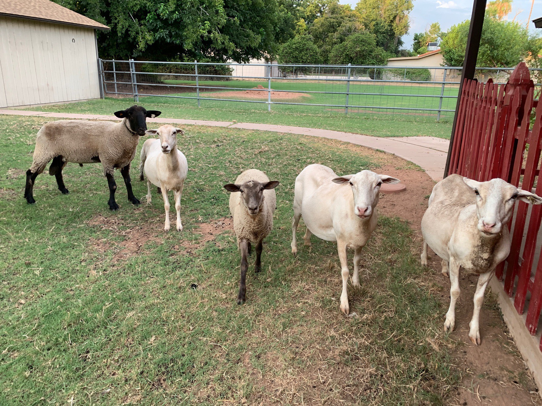 five sheep lined up, looking at the camera in anticipation