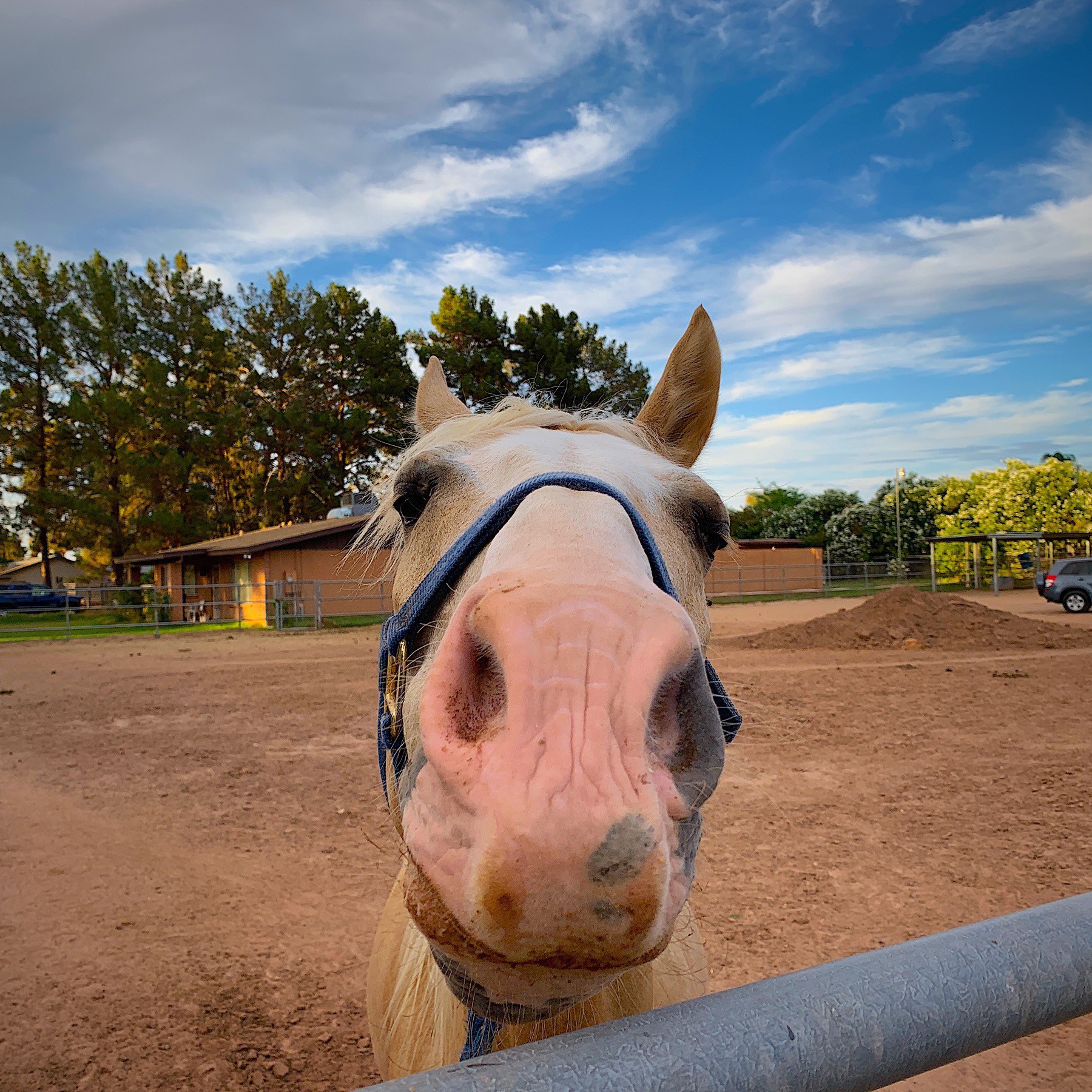 horse face