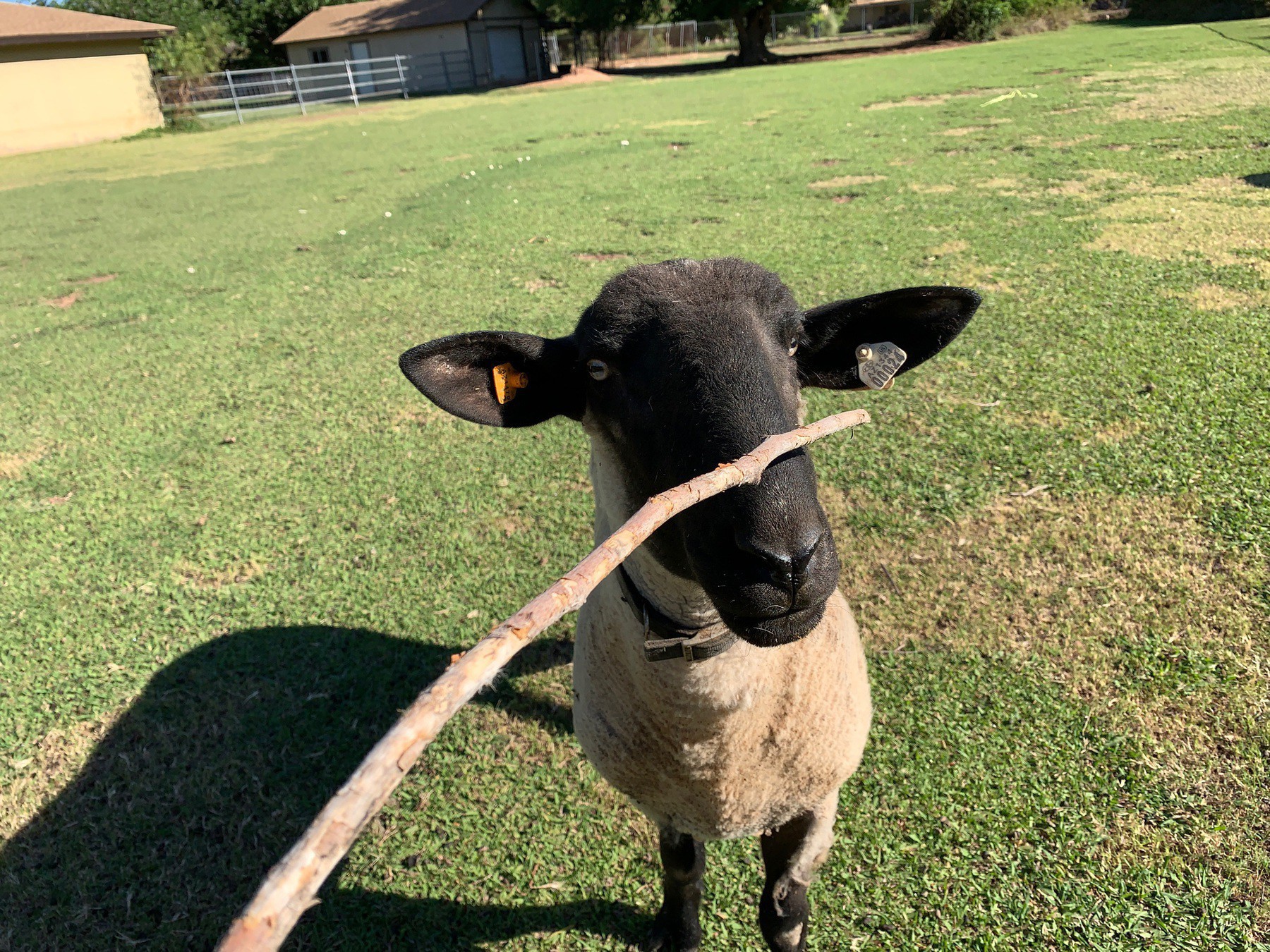 sheep ram with dark face, light body close to the camera