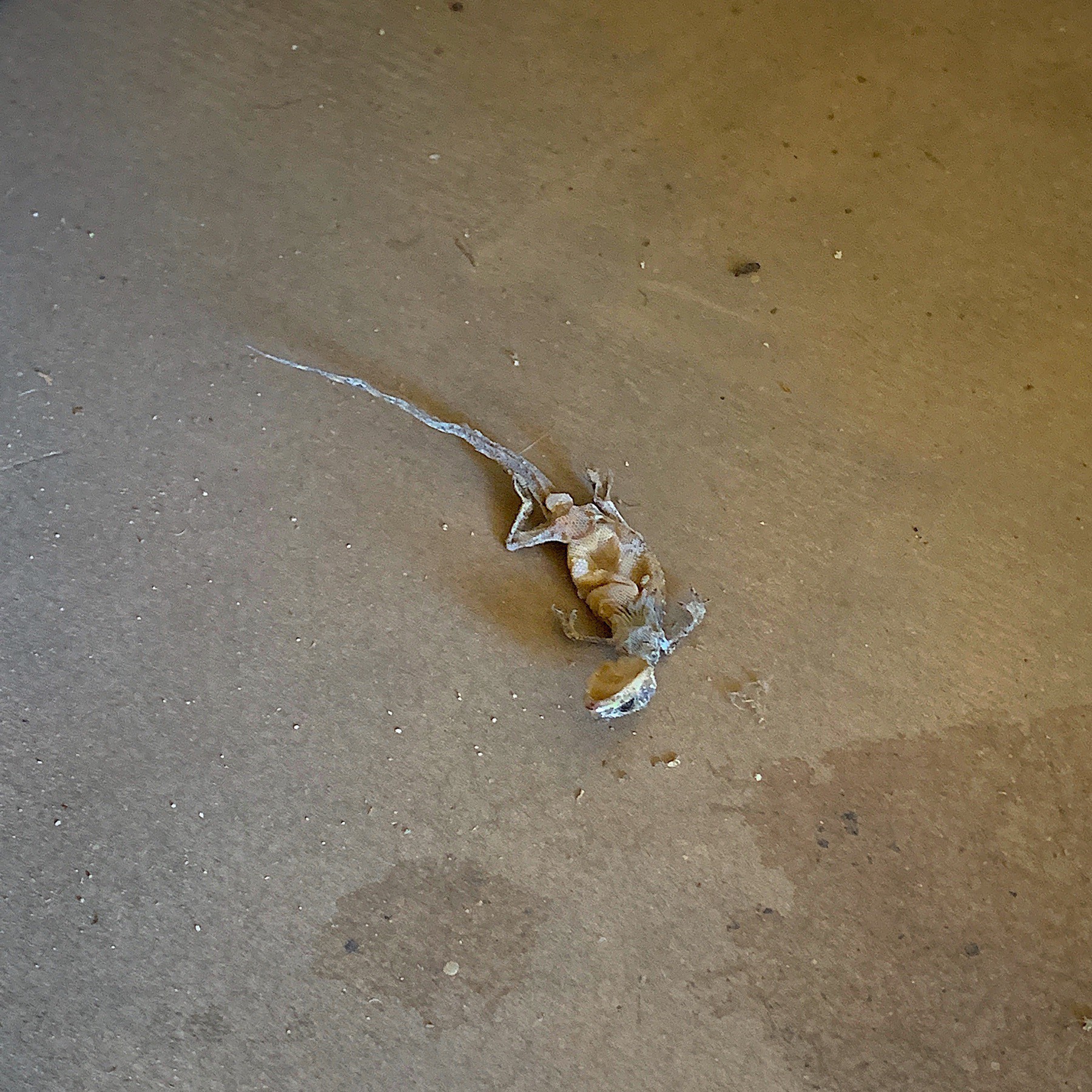 dessicated lizard on a cement floor