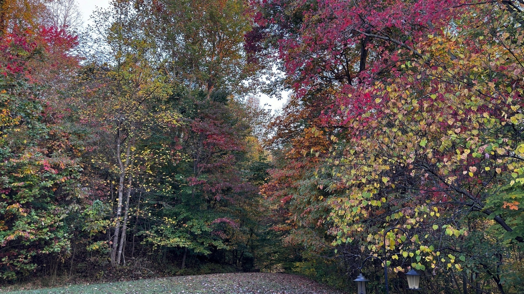 The colorful fall trees in my backyard