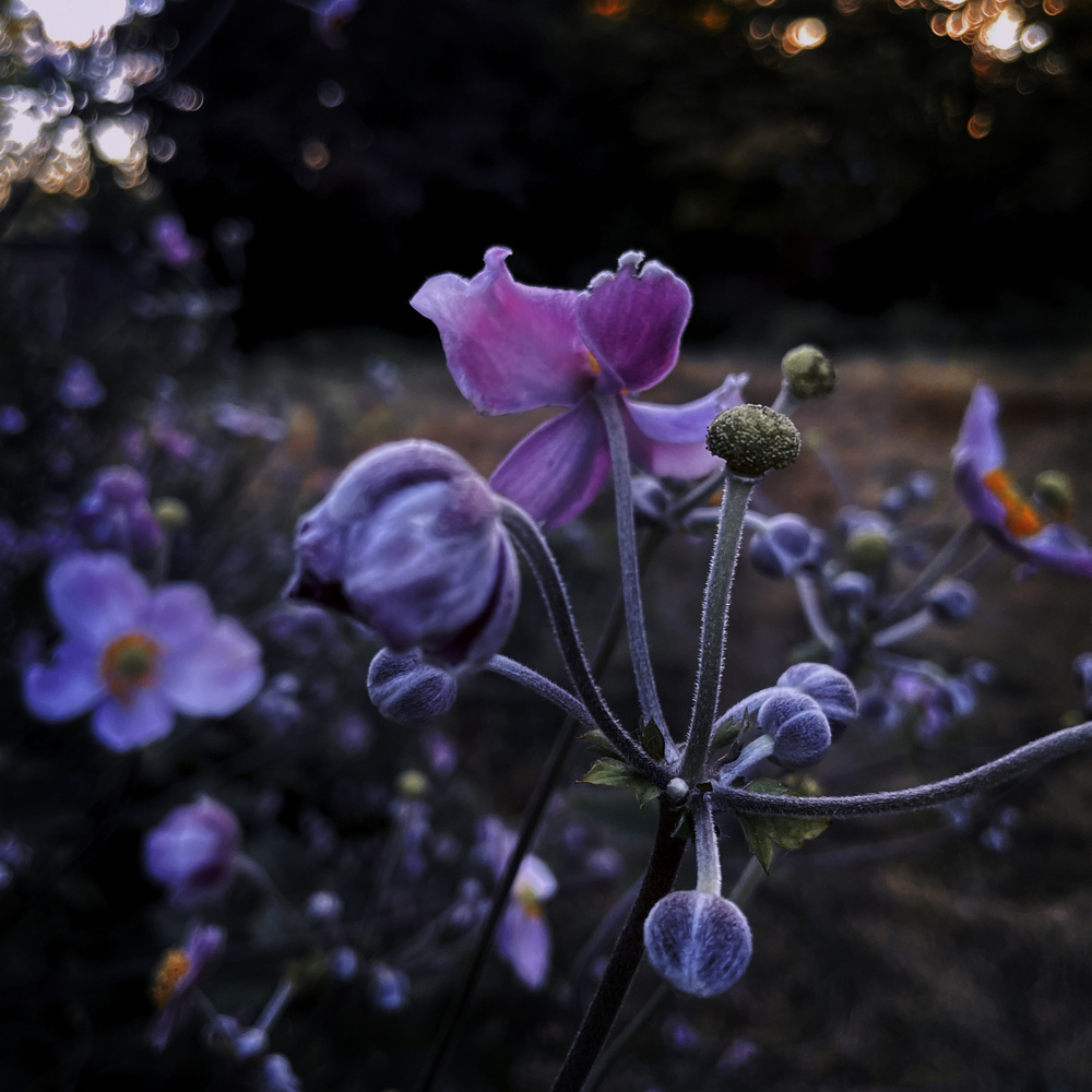 a field of pink windflowers in the golden hour, heavily filtered to accentuate the delicate pink petals and fuzzy stalks