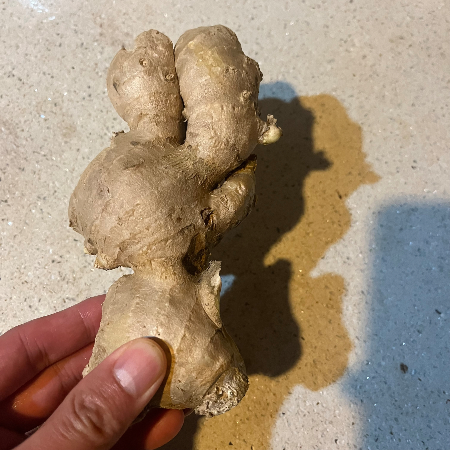 A hand is holding a piece of ginger root against a light textured background.