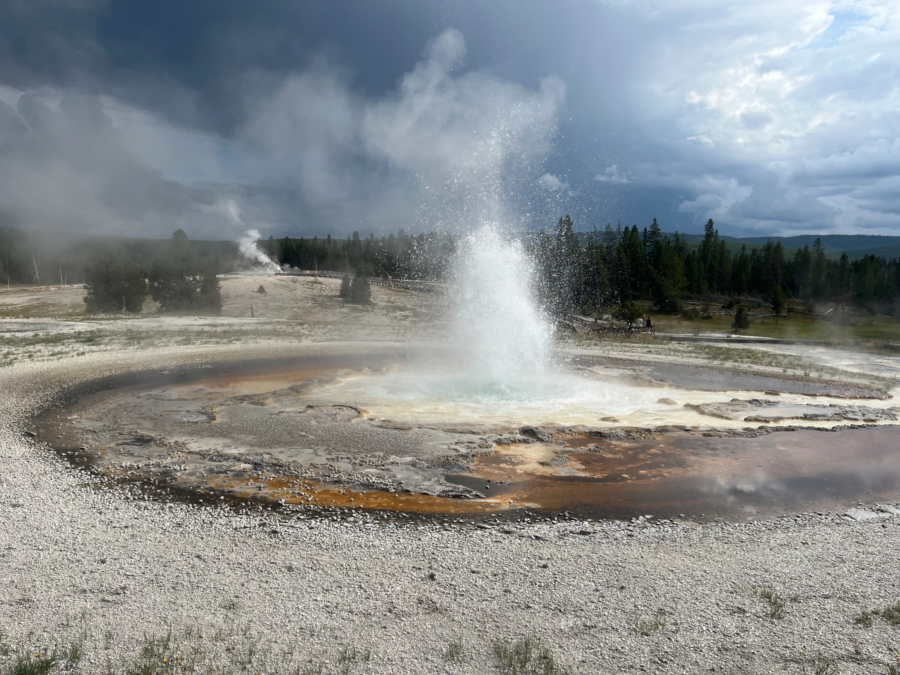 A geyser is erupting with water and steam in a geothermal area surrounded by trees and a cloudy sky.