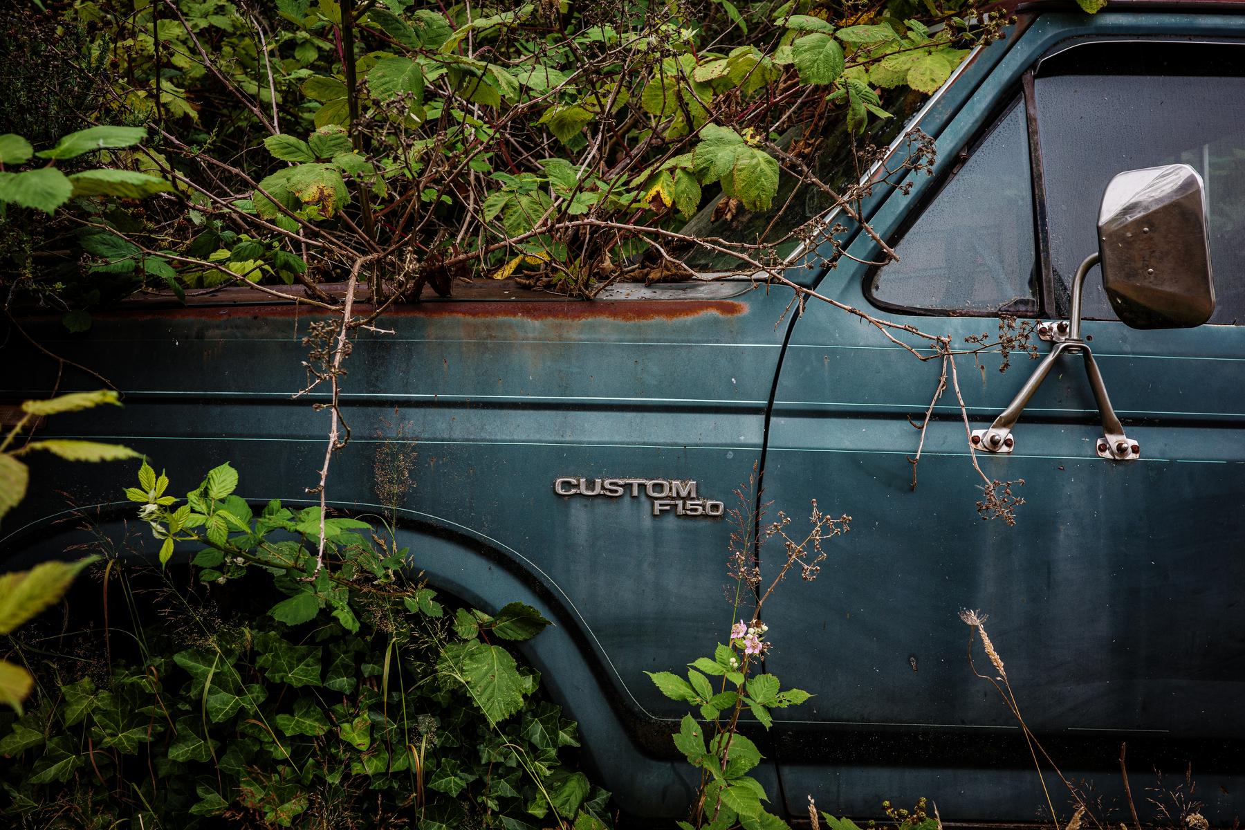 An old, rusted Ford Custom F150 truck is partially obscured by overgrown plants and foliage.