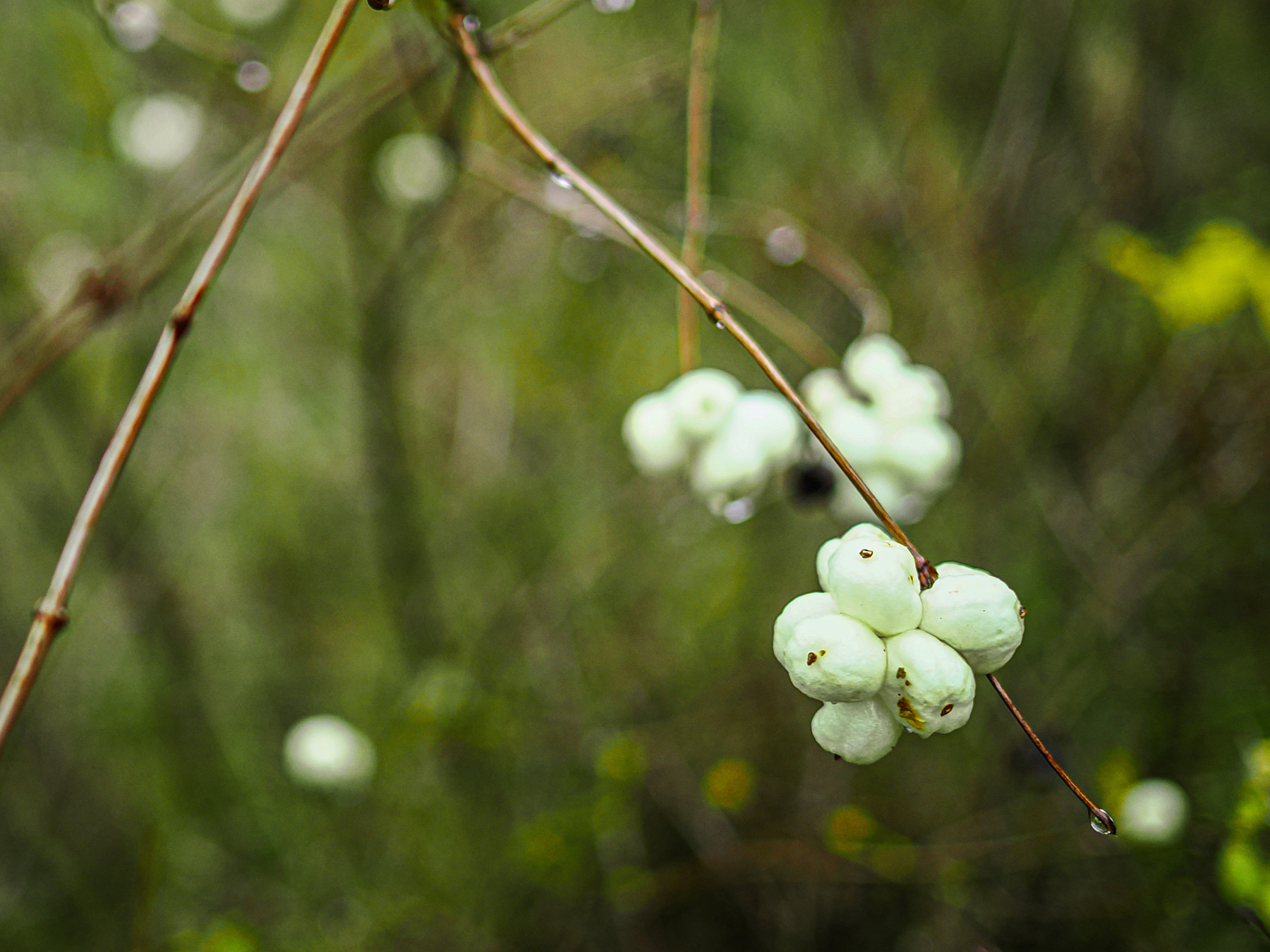 White berries cluster on a twig against a blurred green background.
