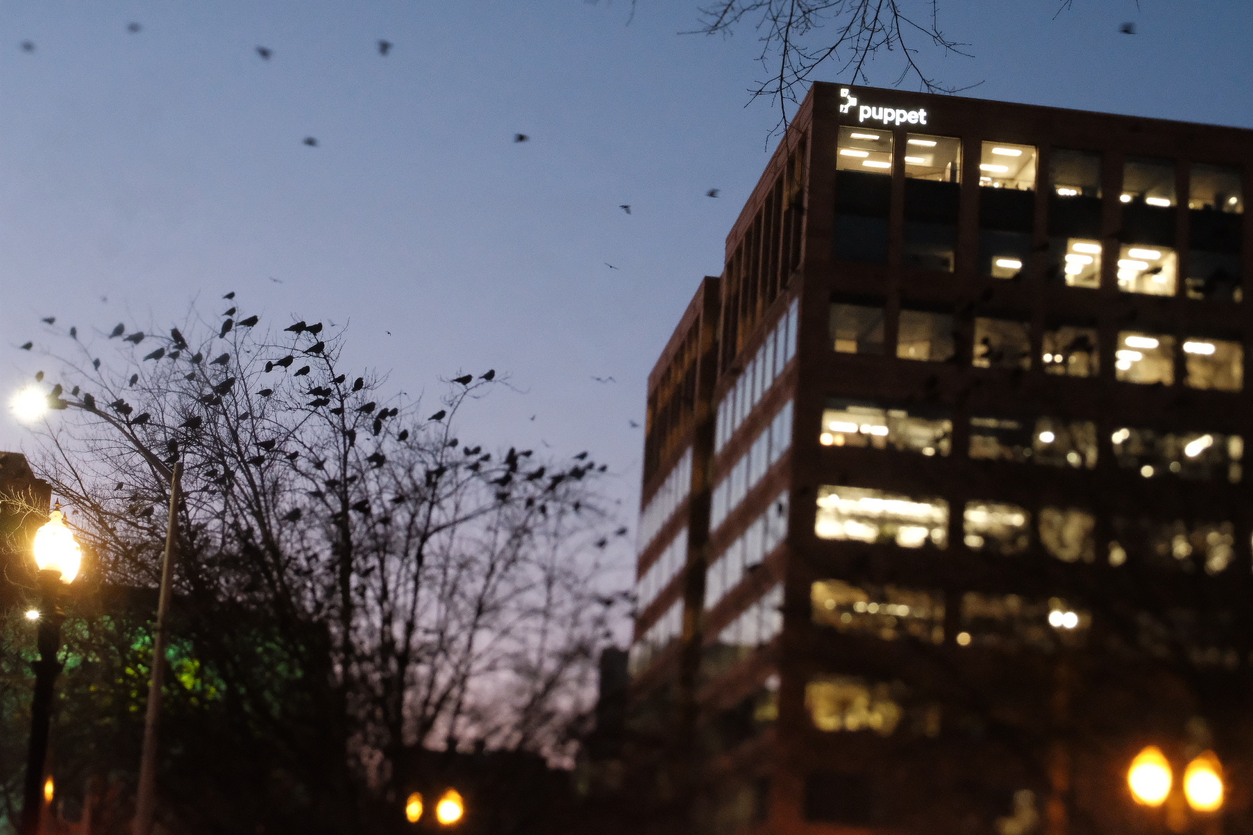 A flock of birds is perched on trees near a lit office building at dusk.