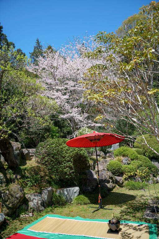 Cherry Blossom Outdoor Tea Gathering