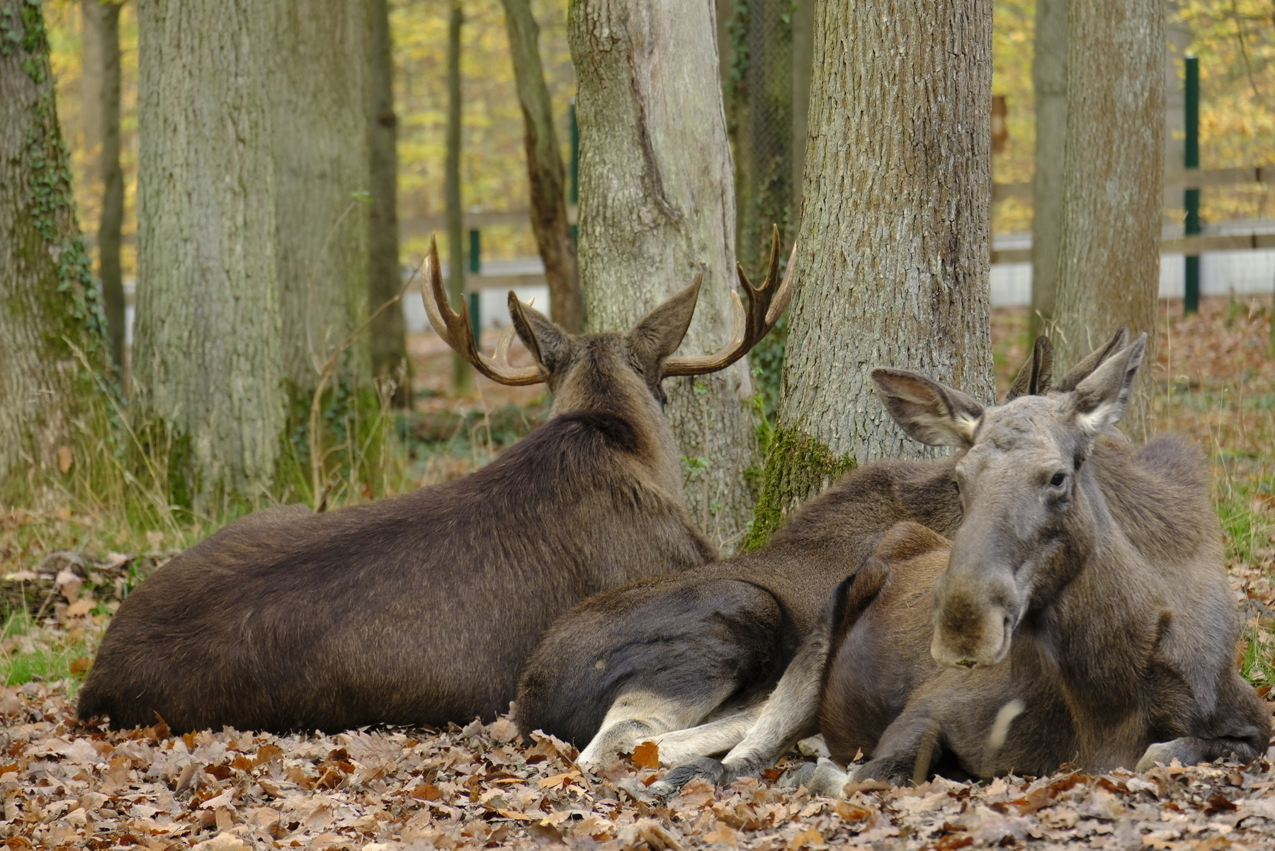 A herd of elks, chilling