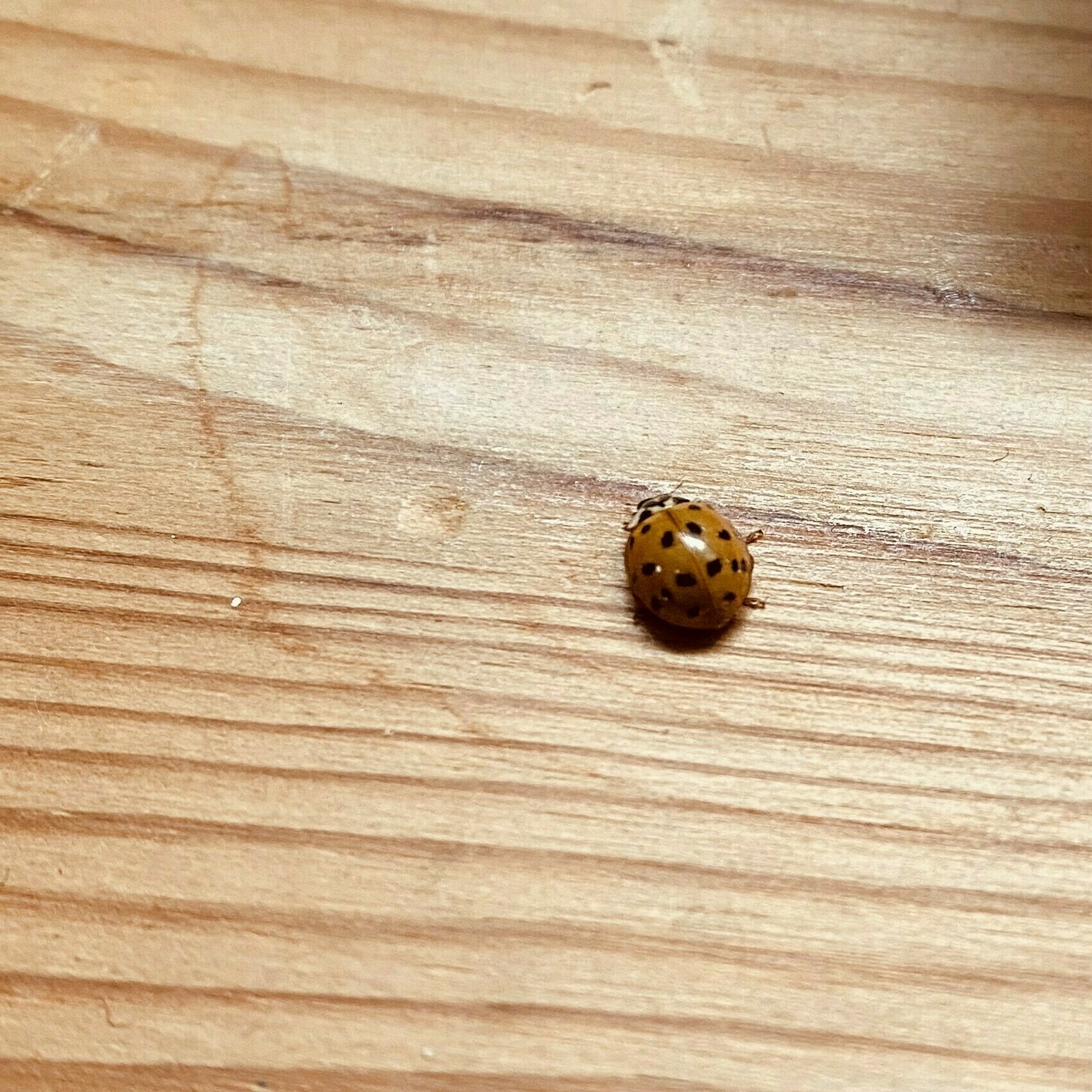 a ladybird on my wooden desk