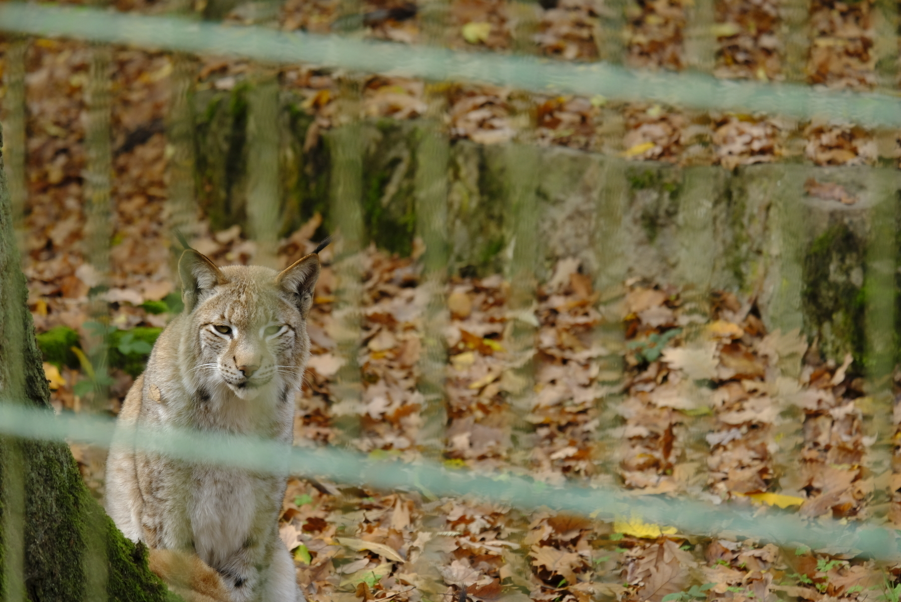 Lynx behind bars