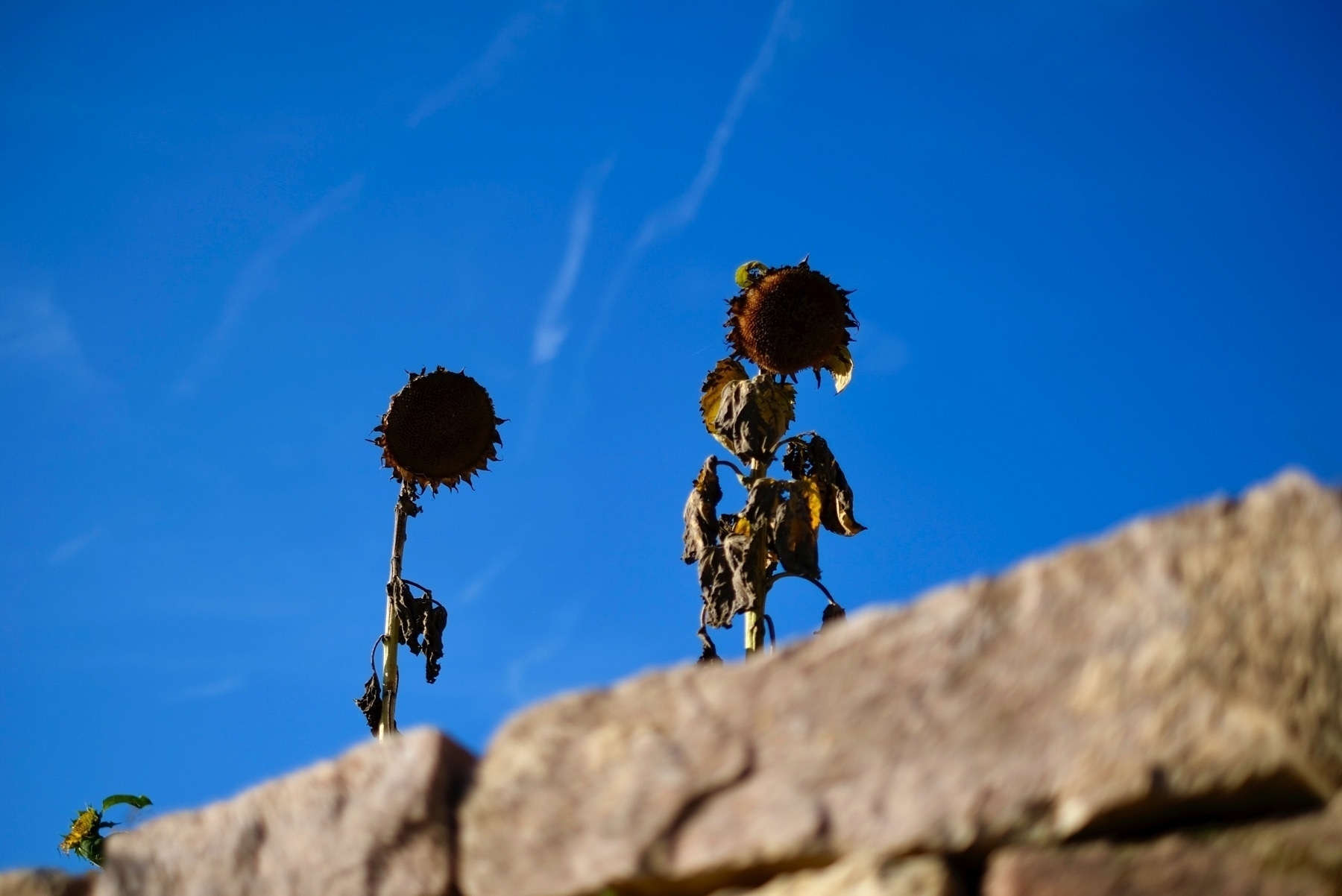 Withered sunflowers behind a stone wall and in front of the blue sky