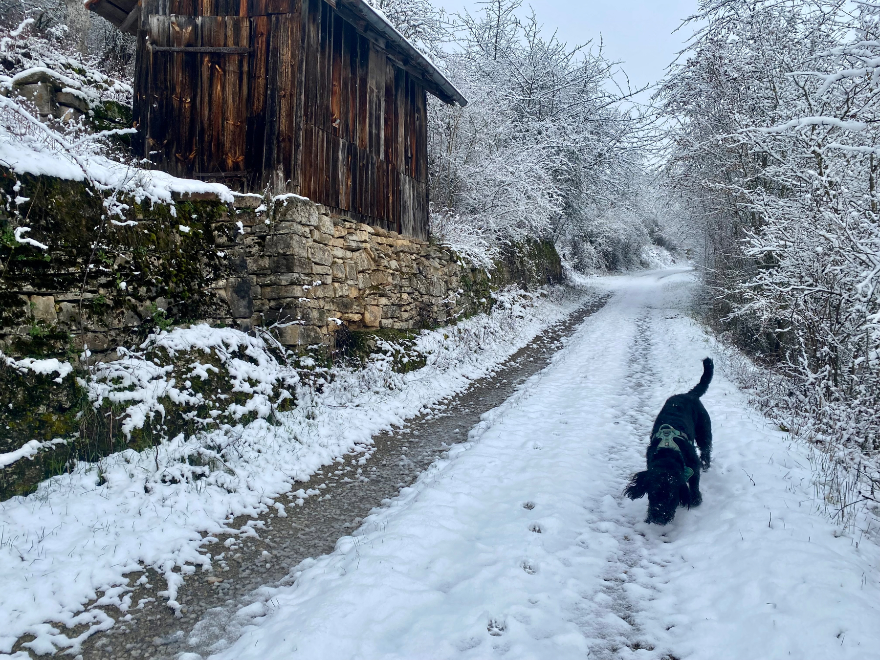 beautiful snowy scenery with a happy black dog