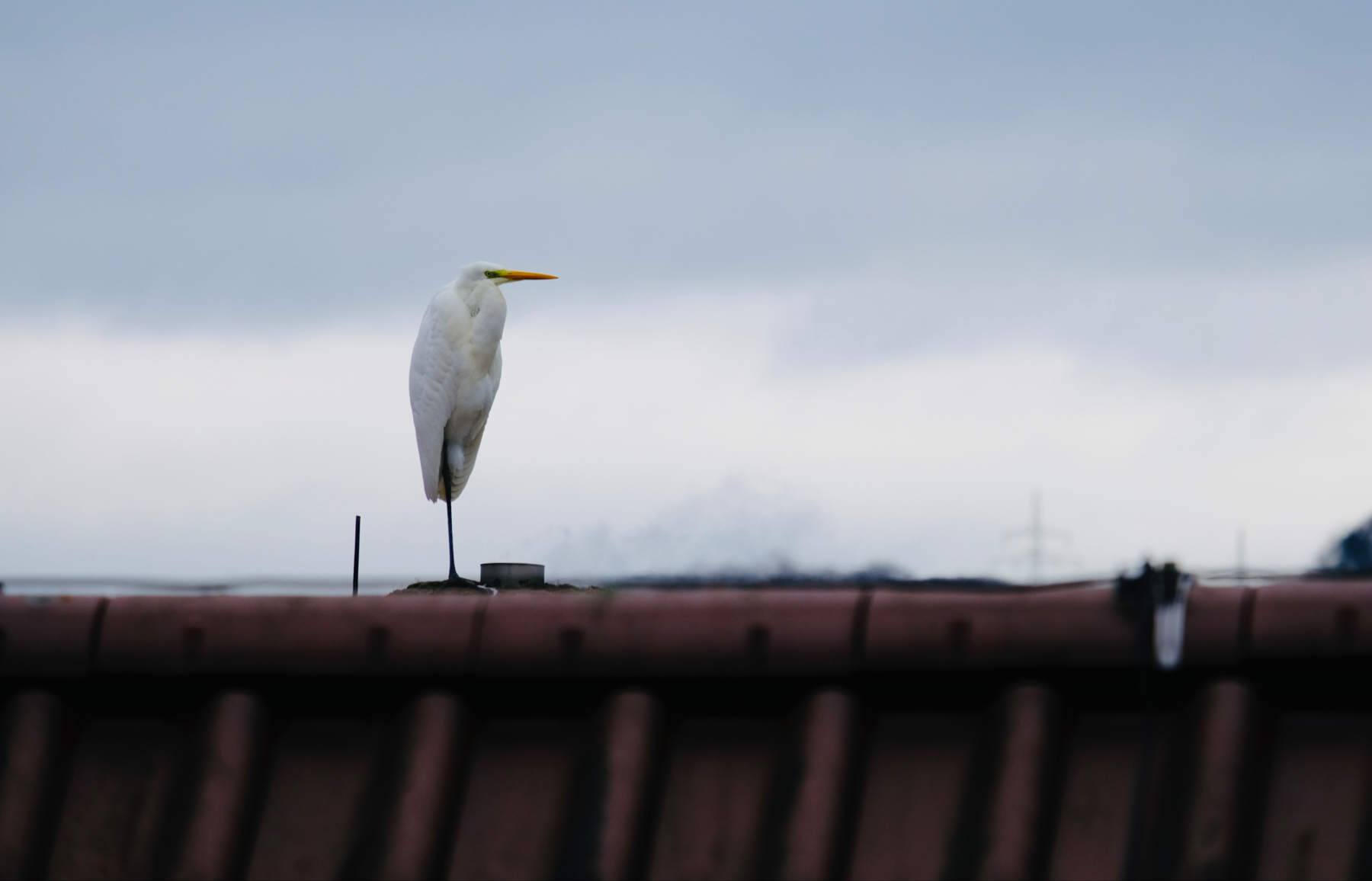 Great White Egret on a rooftop