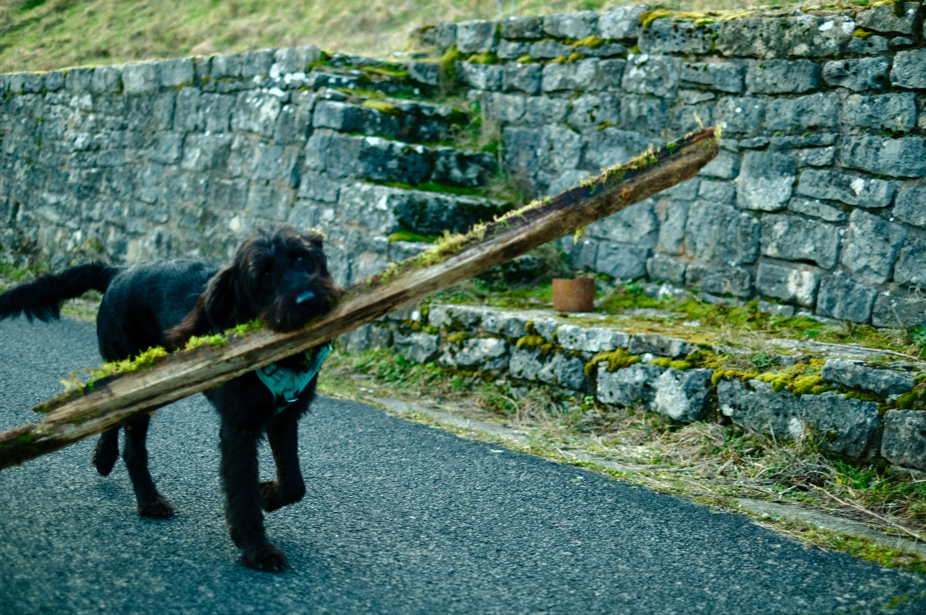 Black dog runs with a long pole in its mouth in front of a vineyard wall