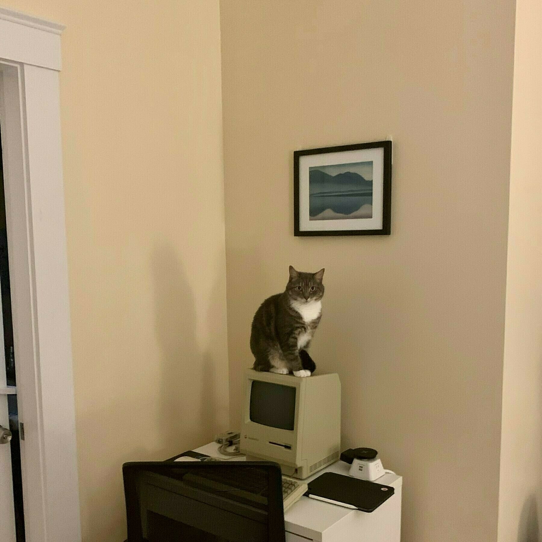 cat sitting on top of mac plus