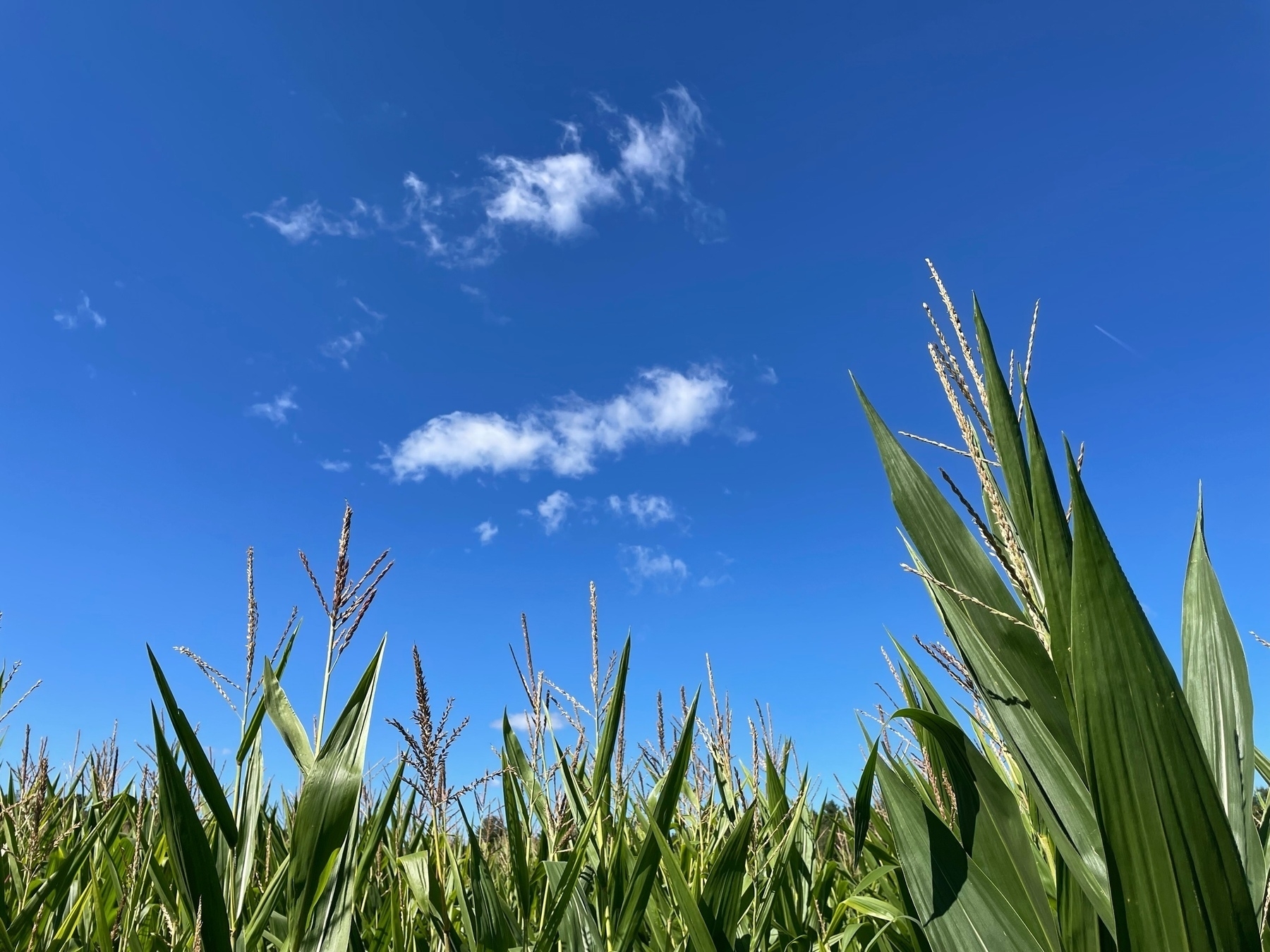 tall corn under a blue sky with wispy clouds