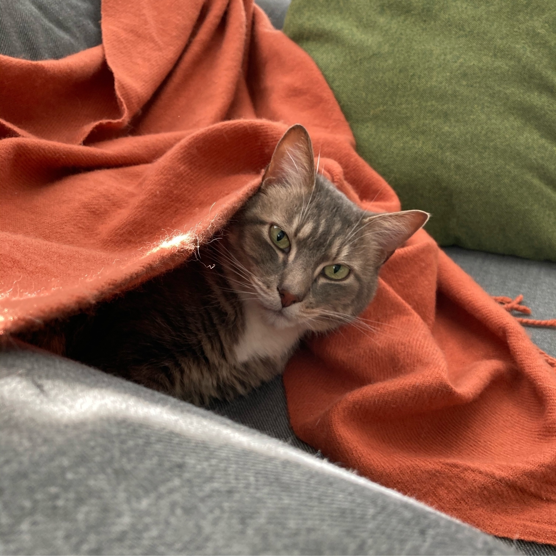 grey tabby cat wrapped in orange blanket