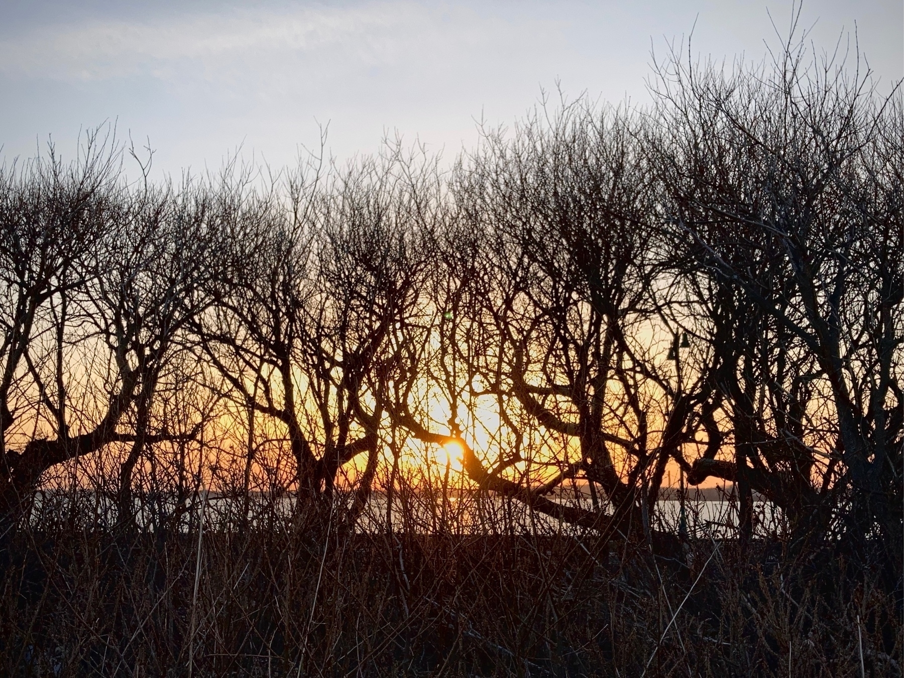 sunset through bushes without leaves