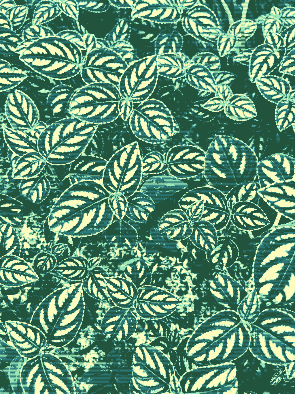 Unidentified leafy ground hugging plant, dithered