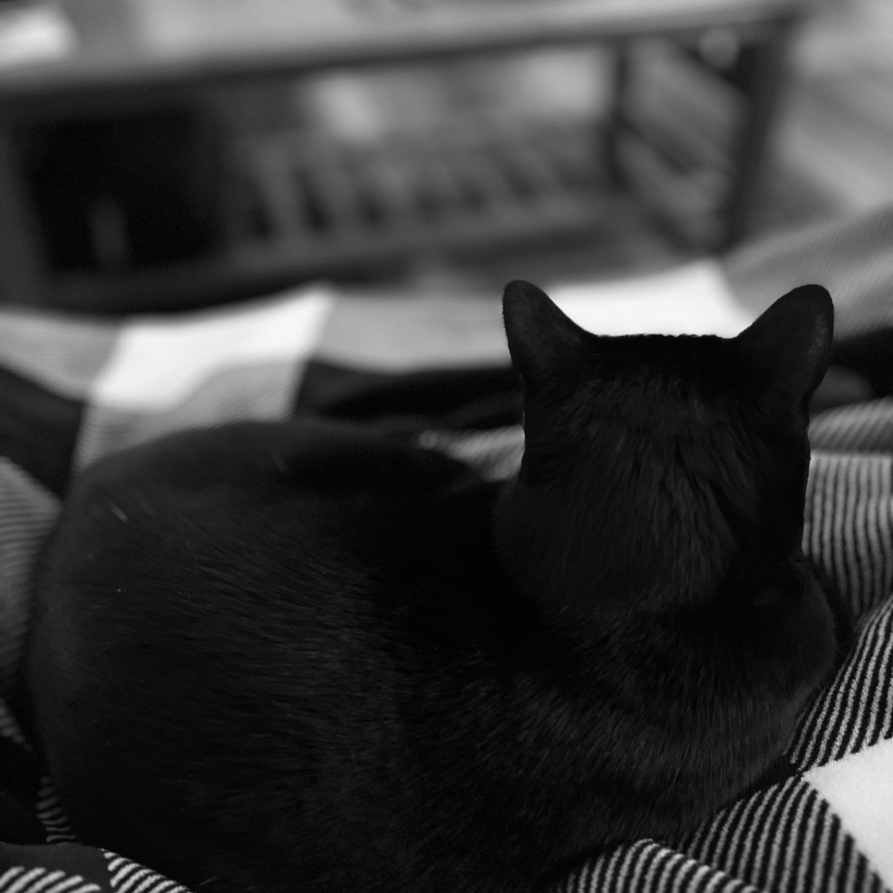 Black cat cuddling on a lap