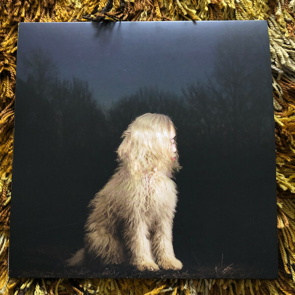 A fluffy dog sits on a dark background with trees silhouetted in the distance.