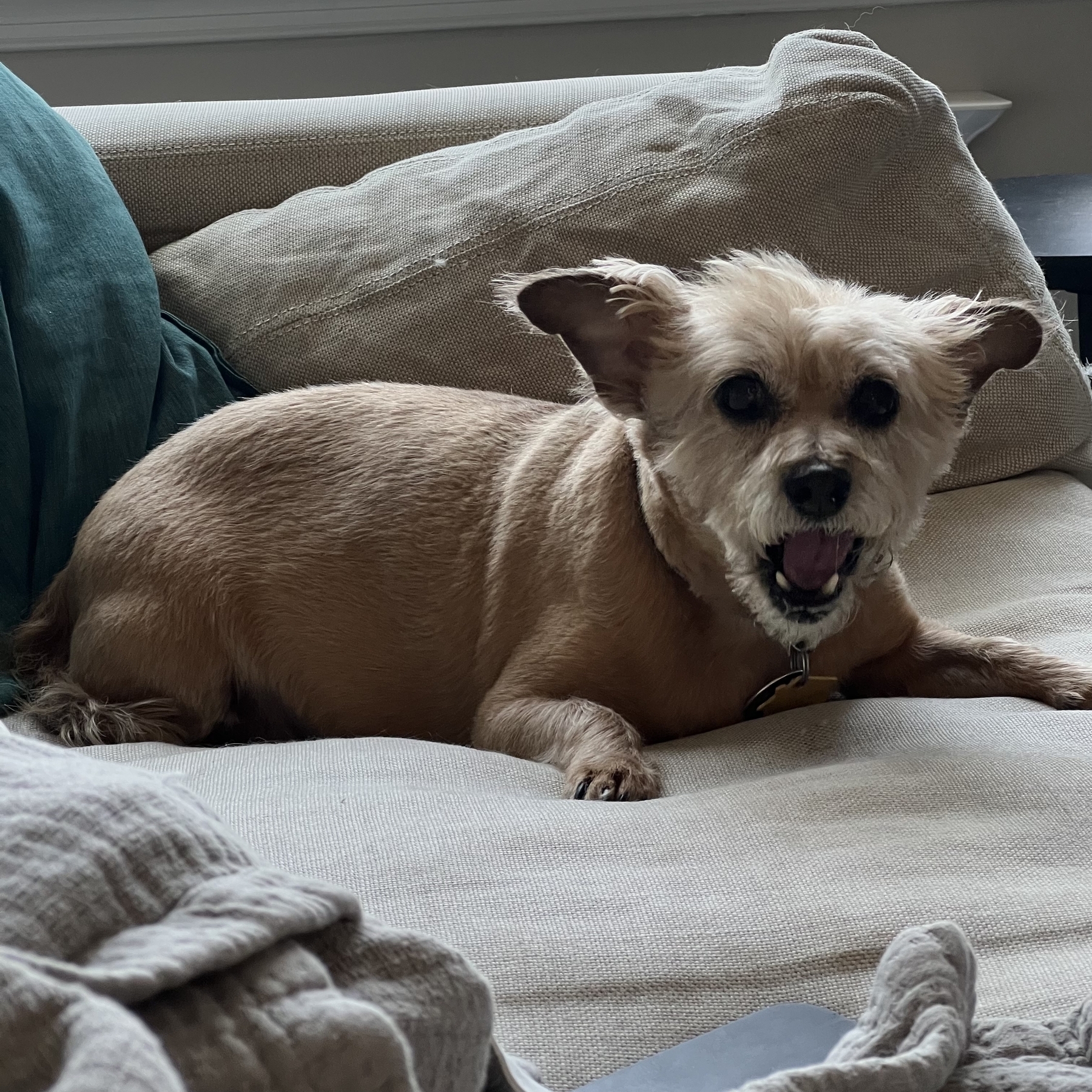 My dog Brandy, a brown Cairn terrier who as recently buzzed, with her mouth wide showing only her canine teeth while on the couch.