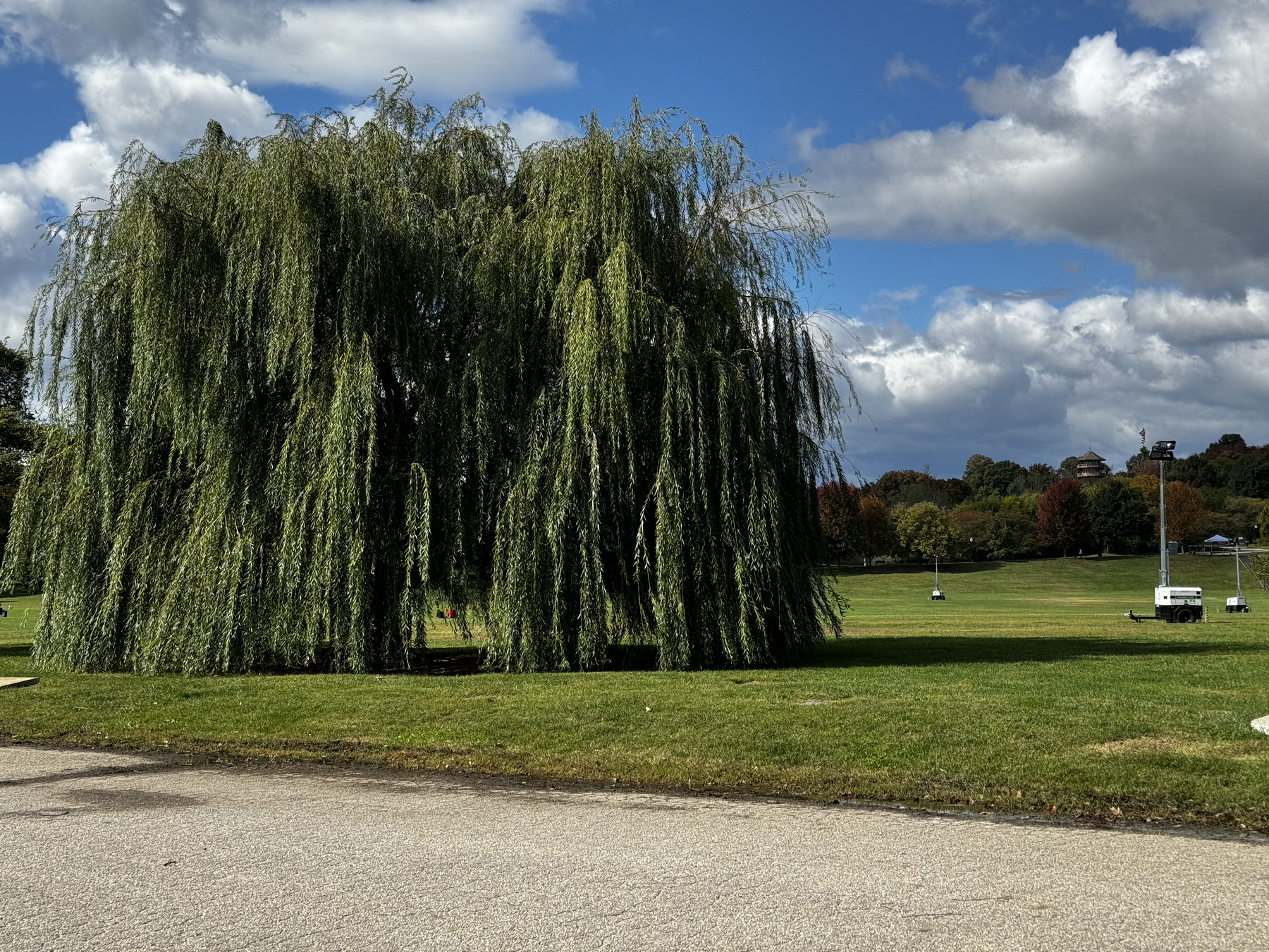A willow tree, shockingly still, in a park.