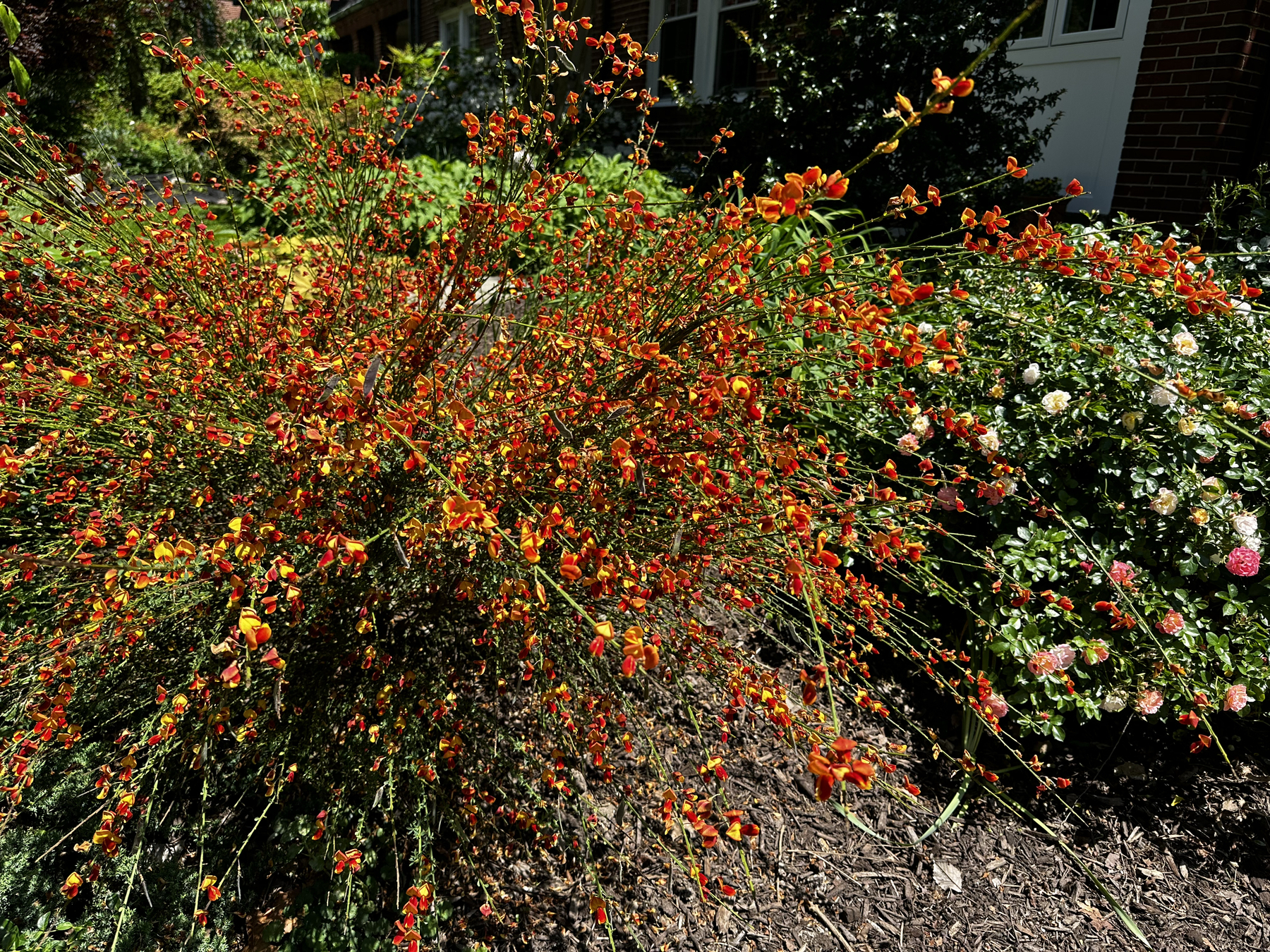 Vibrant red, orange, and yellow flowers on a bush outside.