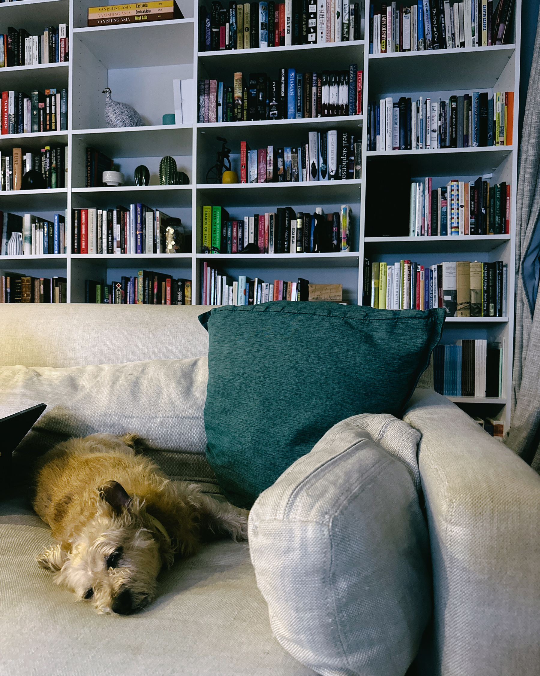 Terrier mix dog laying with her eyes closed oriented to the camera on a beige couch with a bookshelf behind.