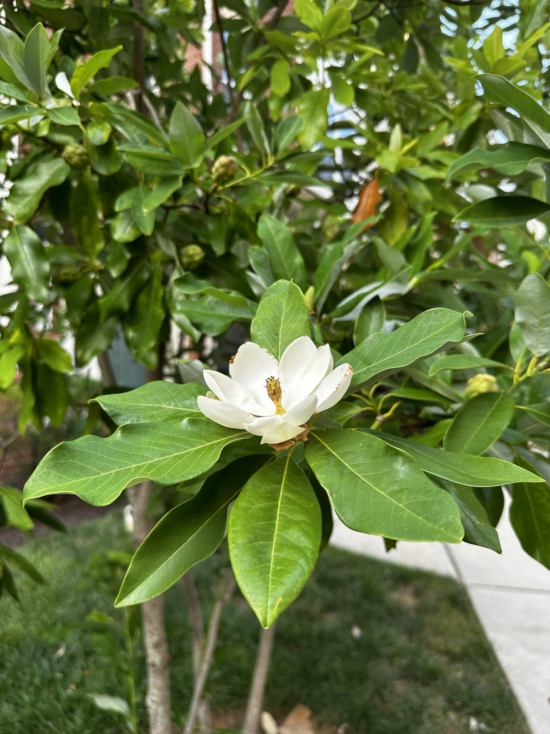 Close up of a white flower in a tree