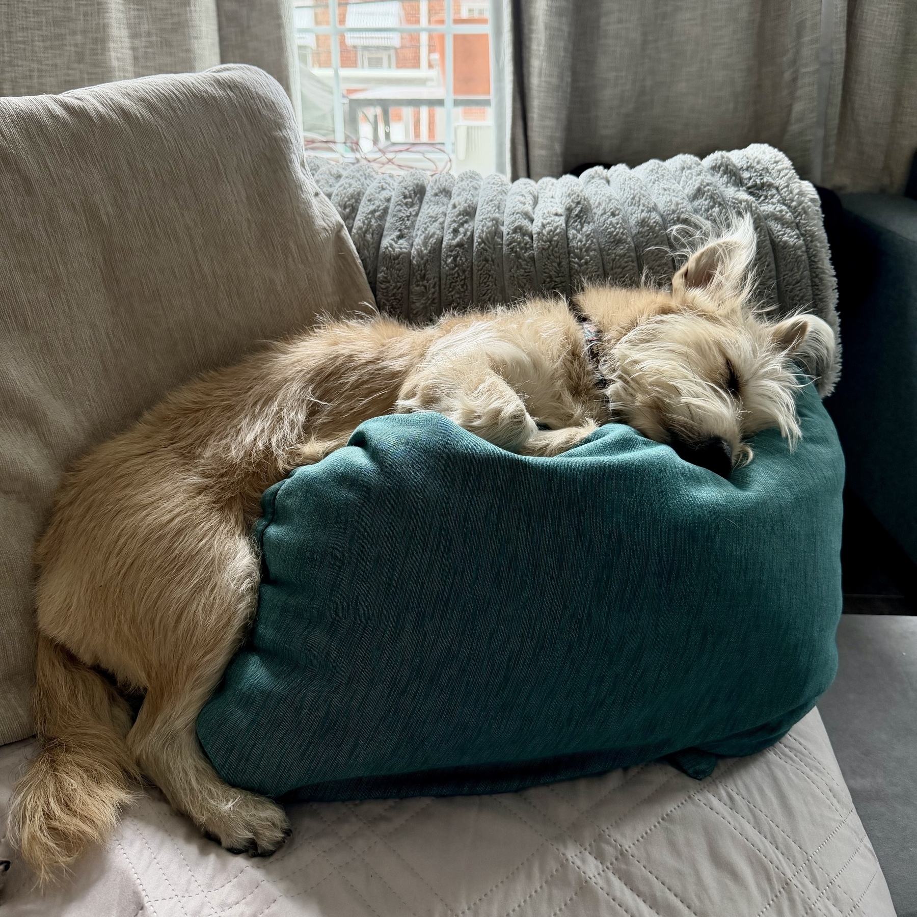 A fluffy dog is comfortably sleeping on a teal pillow on a couch.