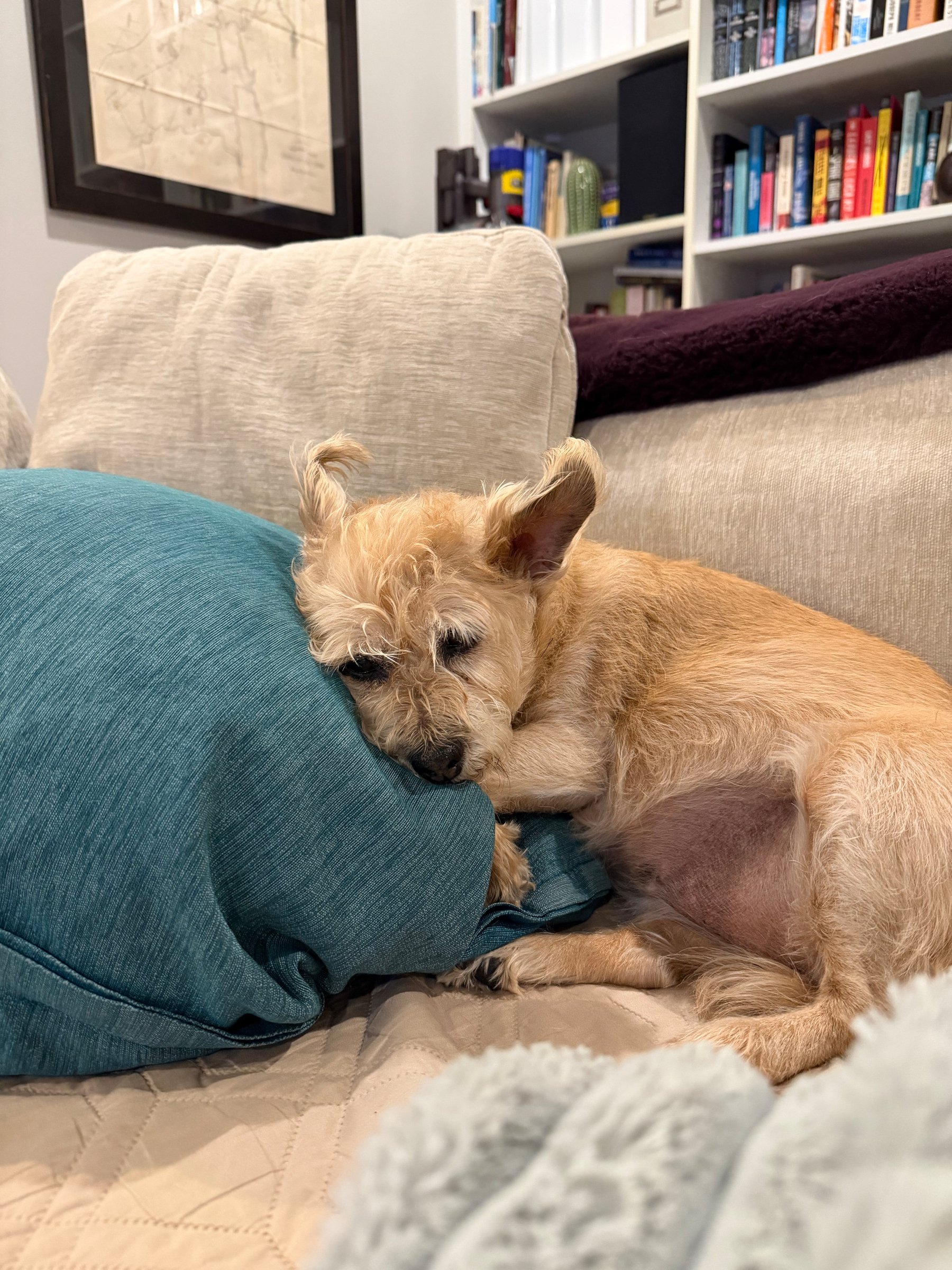 A small, tan dog is asleep on a couch, resting its head on a blue pillow.