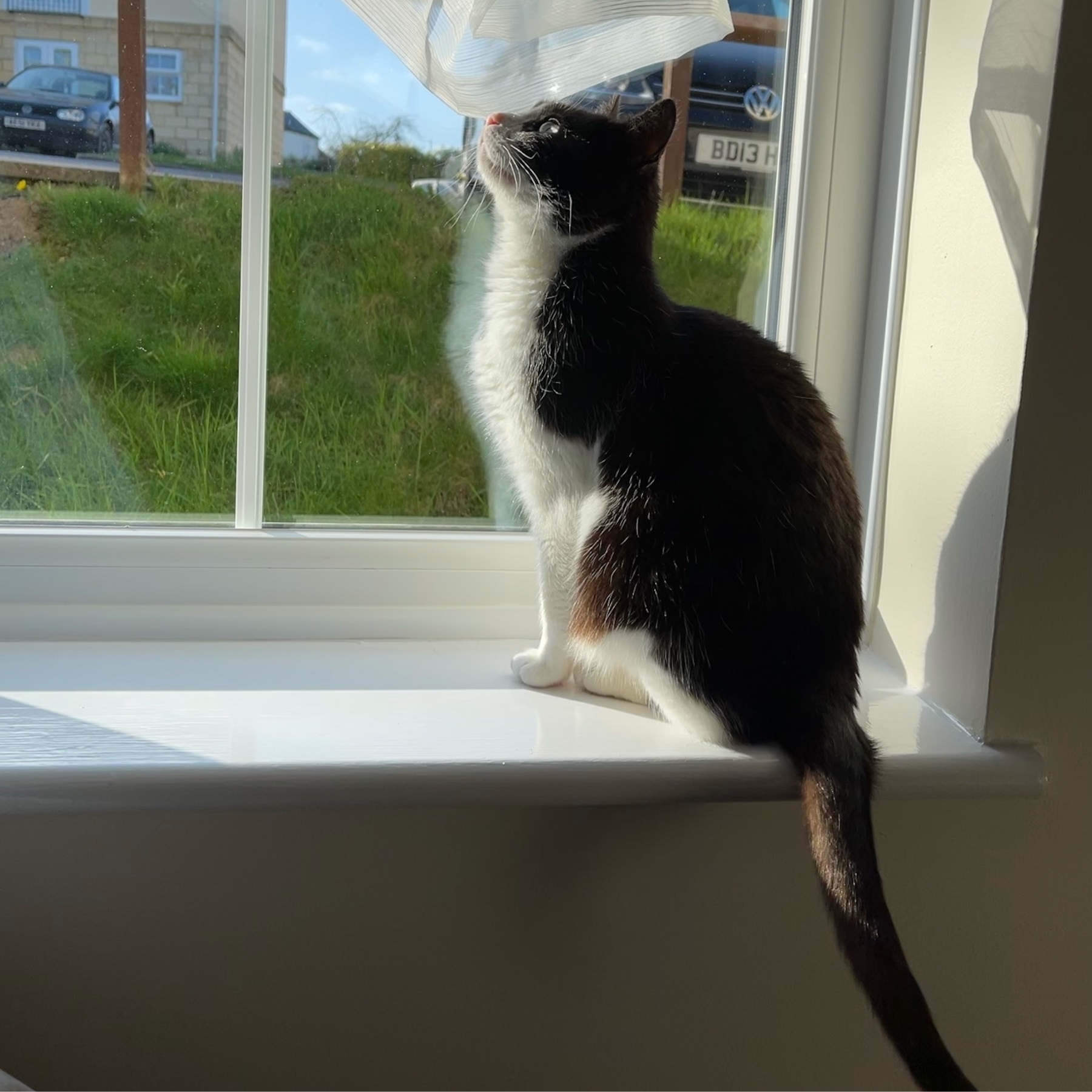 black and white cat with a pink nose posing on a windowsill in evening sunlight