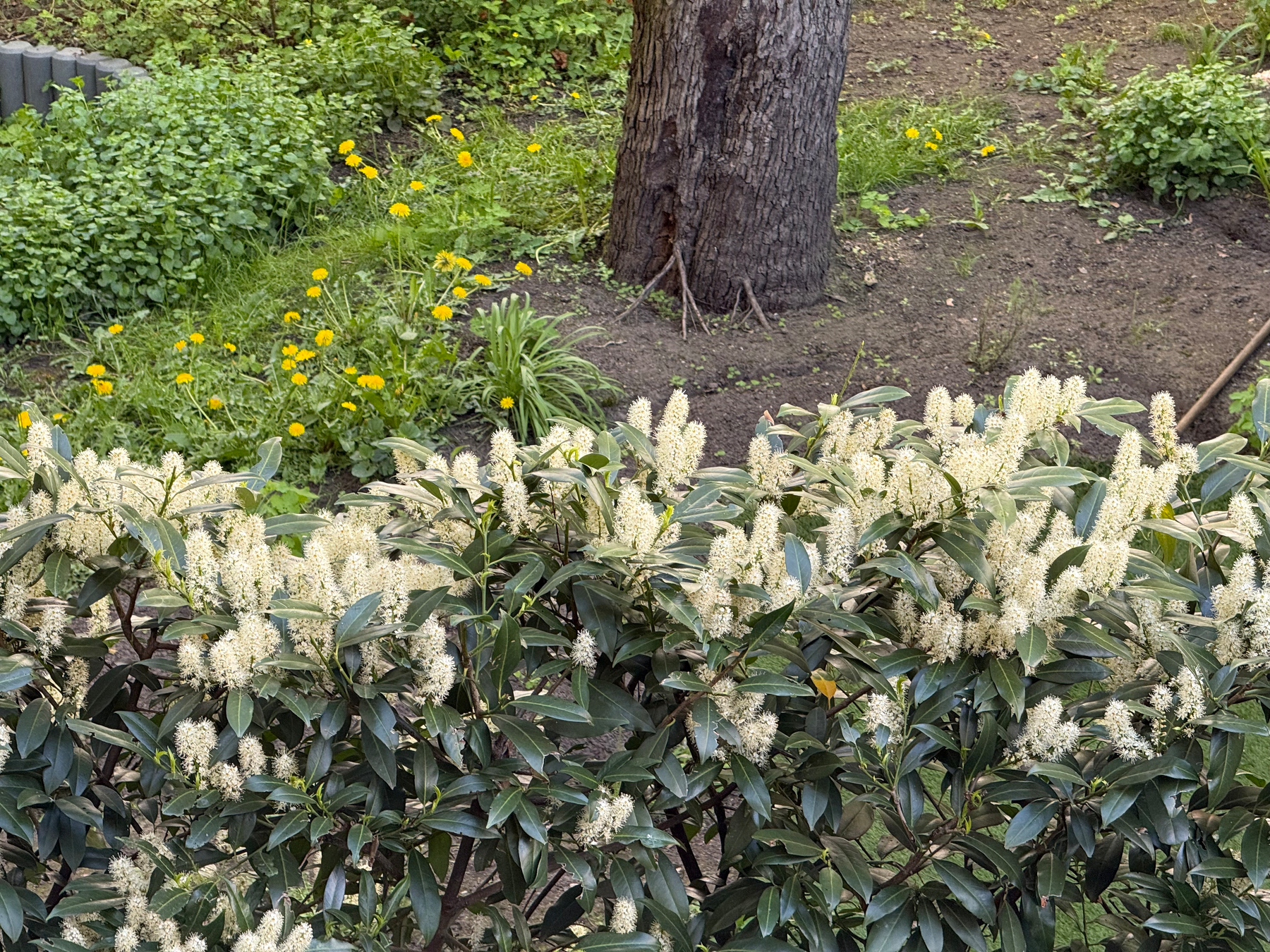 Clusters of white flowers bloom on laurel cherry bushes in front of a tree trunk, with green foliage and yellow dandelions scattered in the background.