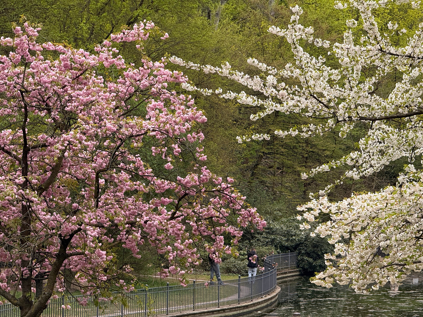 A serene park scene features a path lined with blooming pink and white cherry blossom trees beside a tranquil body of water.