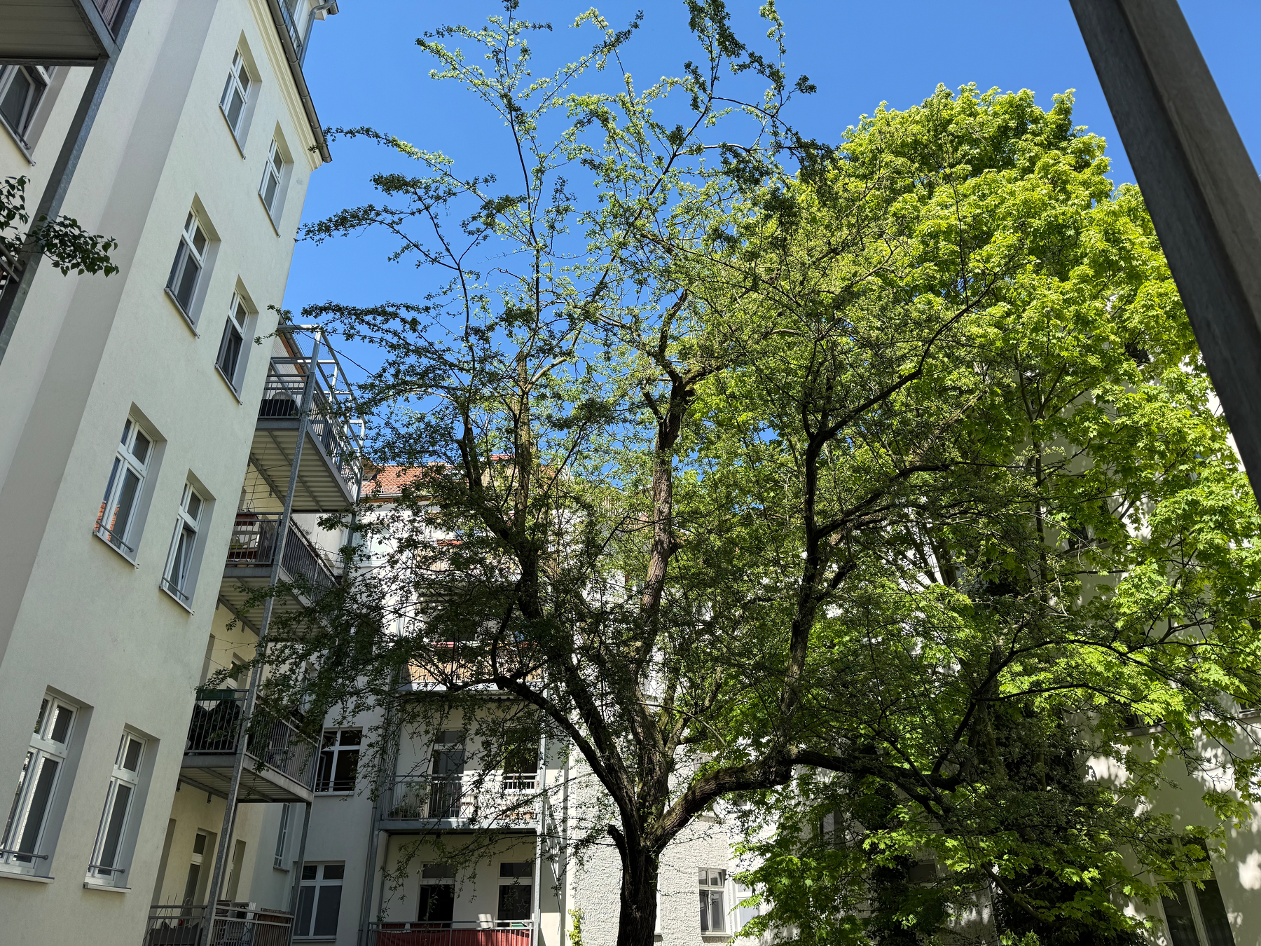 The inner courtyard side of apartment buildings surround green, leafy trees under a clear blue sky.