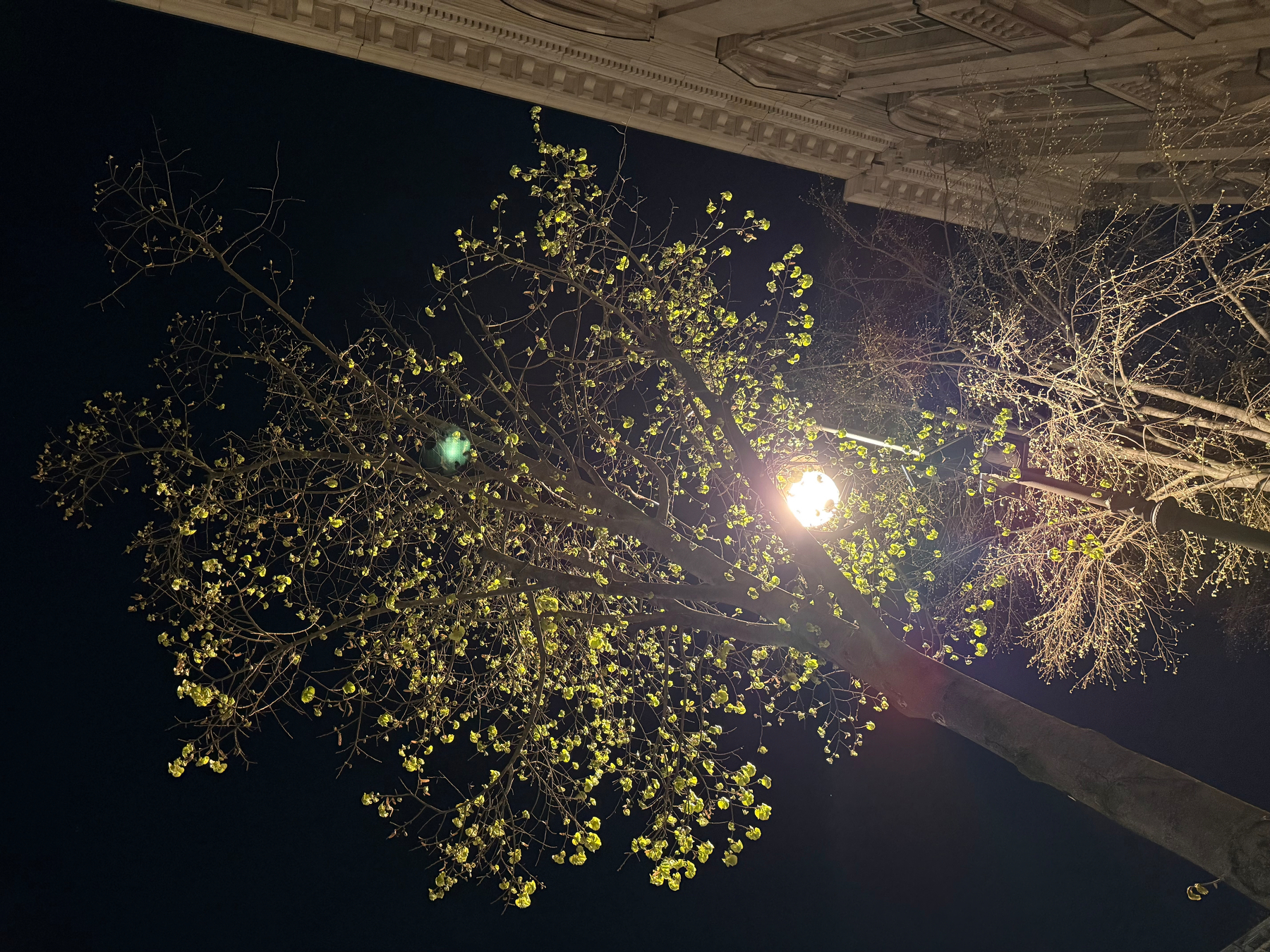 A small linden tree with sparse new leaves is illuminated by a bright streetlight against a dark night sky, with a building facade of Stadtsbibliothek library partially visible.