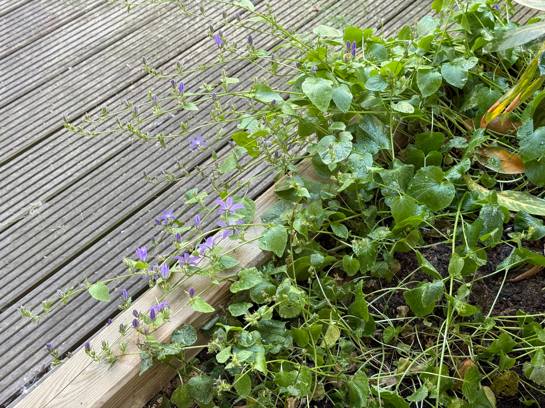 A deck border shows green foliage and small purple flowers growing along the edge.