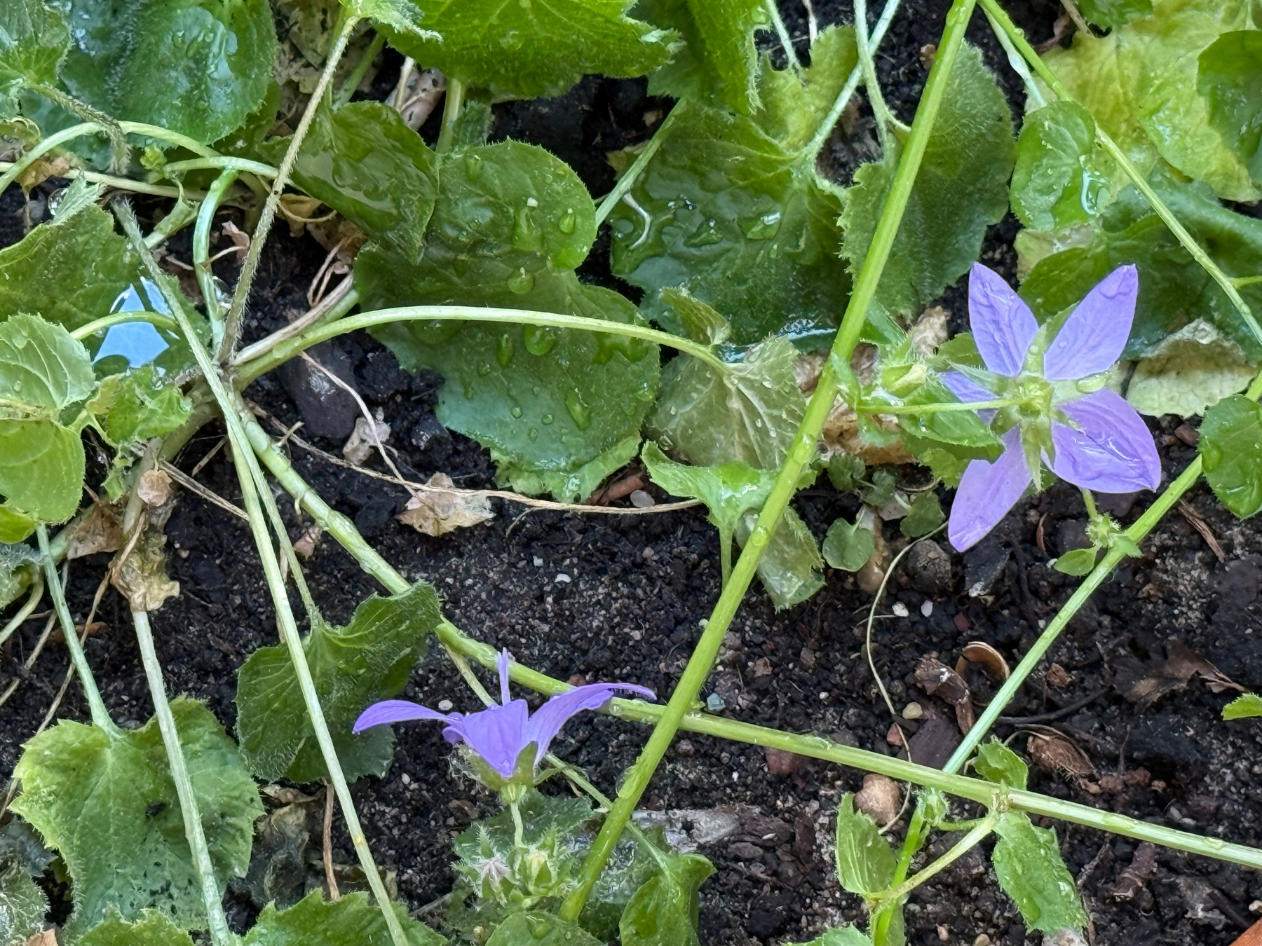 Purple flowers and green leaves are intertwined over a dark soil background.