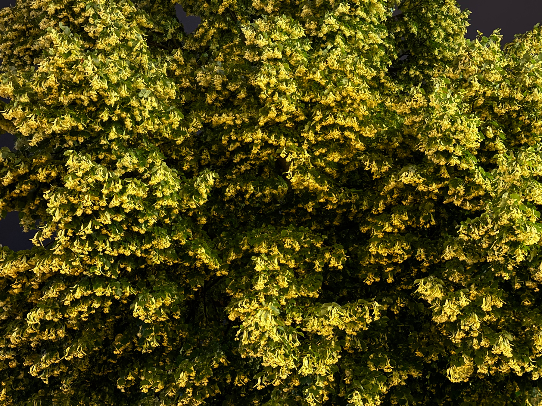 A lush, dense canopy of yellow linden blossoms and green foliage fills the scene with textured leaves.