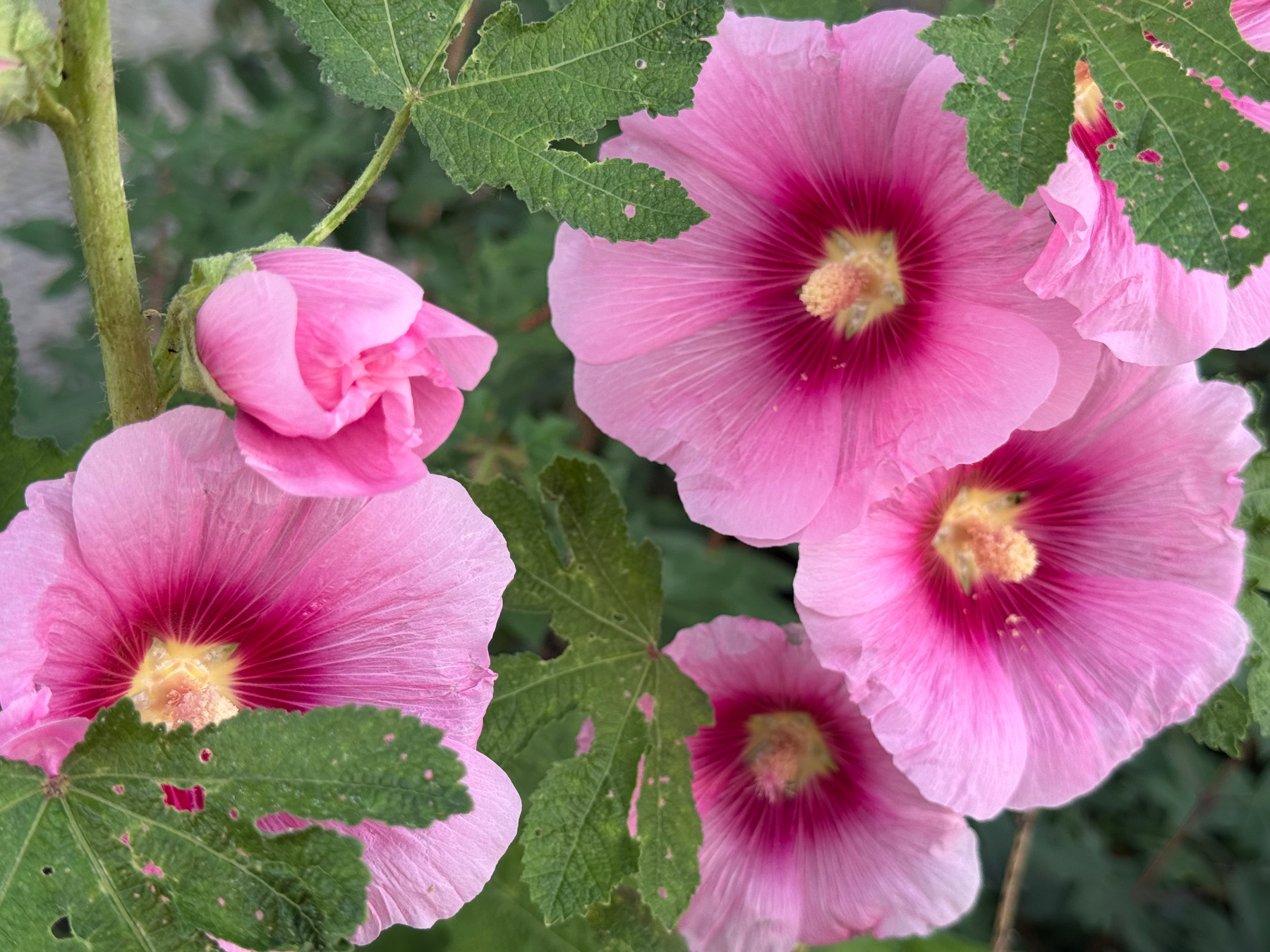 Several pink hollyhock flowers with dark pink centers are surrounded by green leaves.