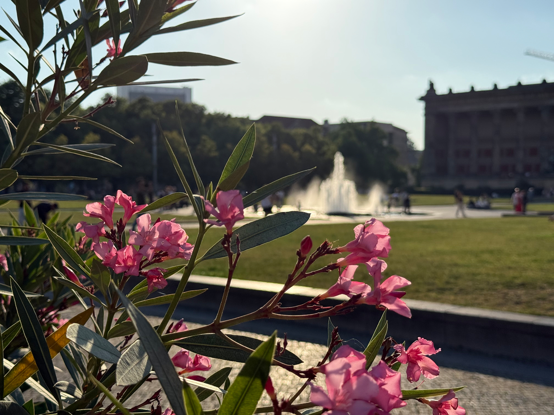 Pink oleander flowers in the foreground contrast with a sunlit Lustgarten, a water fountain, and a large Altes Museum building in the background.