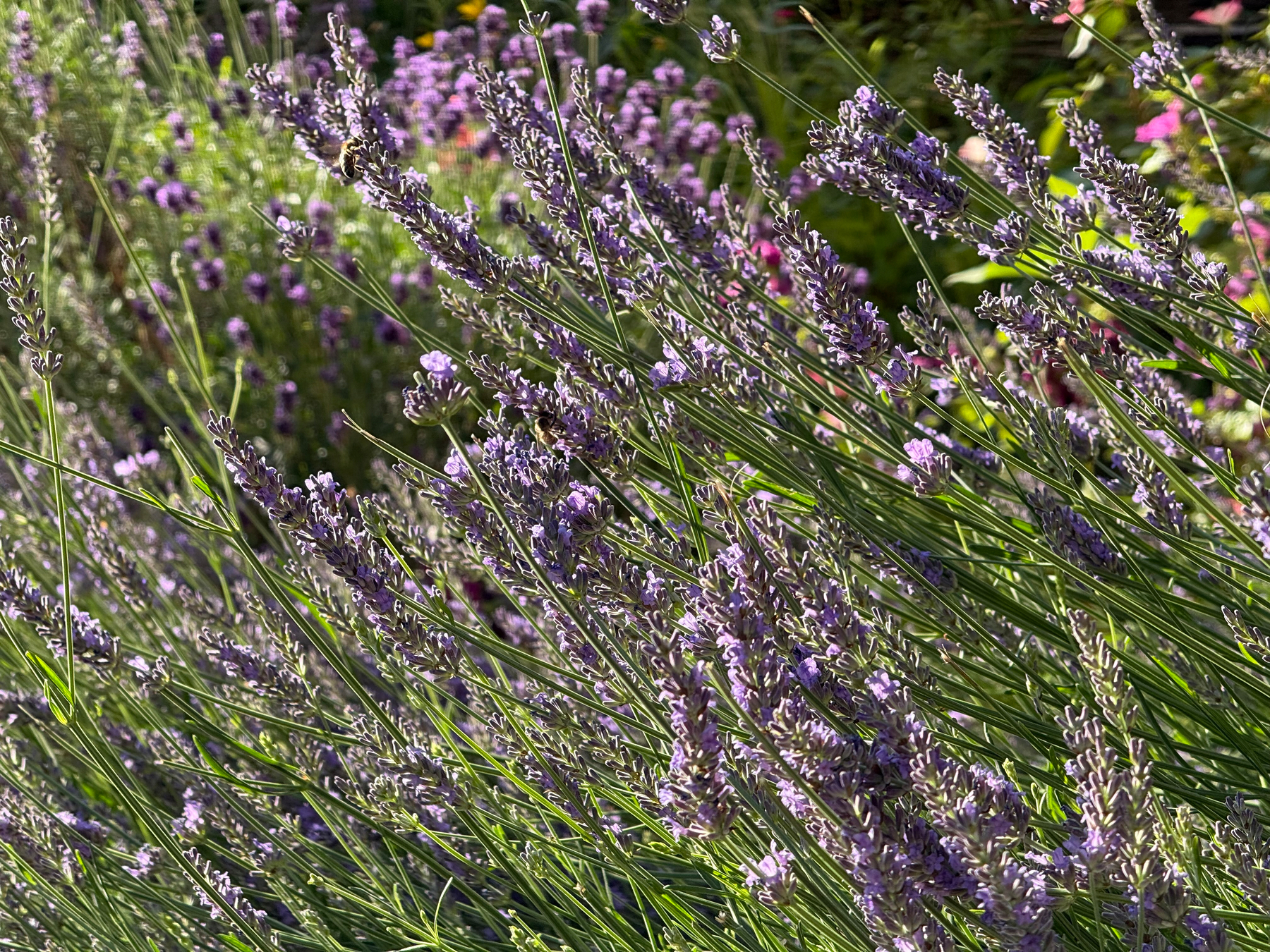 A dense cluster of lavender plants with purple flowers is shown growing outdoors in a sunny garden.