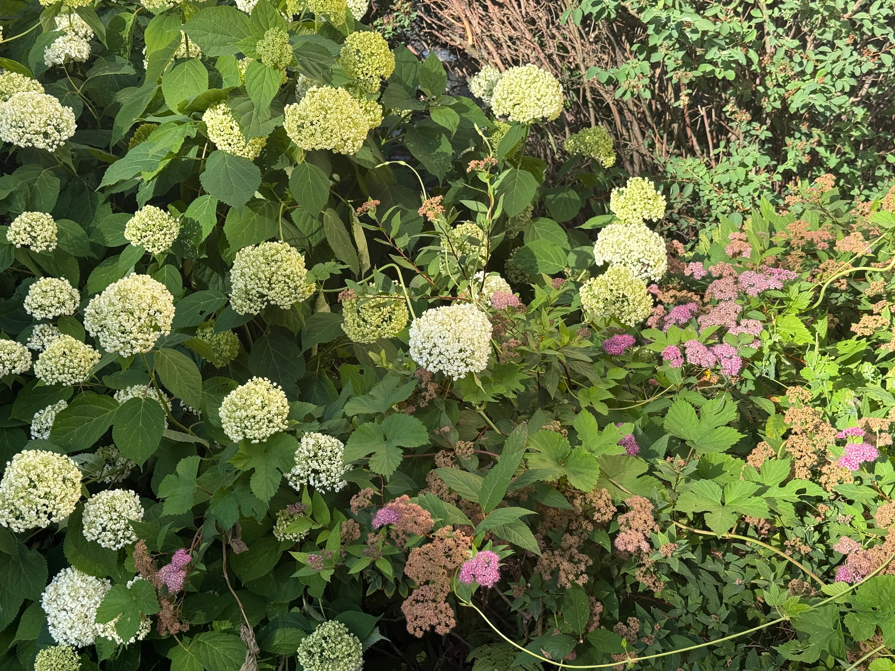 A cluster of white and pink hydrangea flowers is surrounded by lush green leaves and other garden plants.